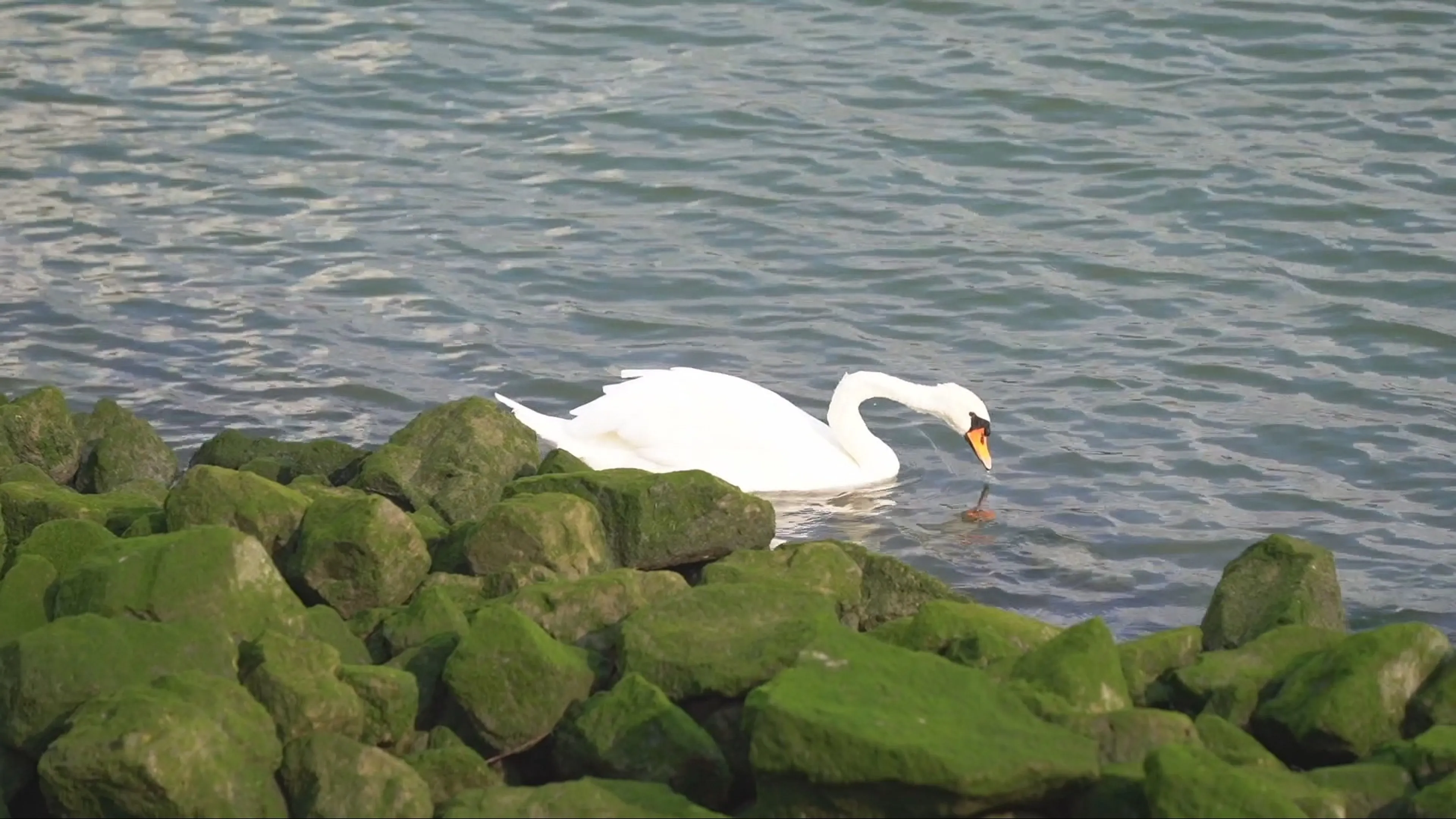 Zwanen besmeurd met olie na grote lekkage in Rotterdamse haven
