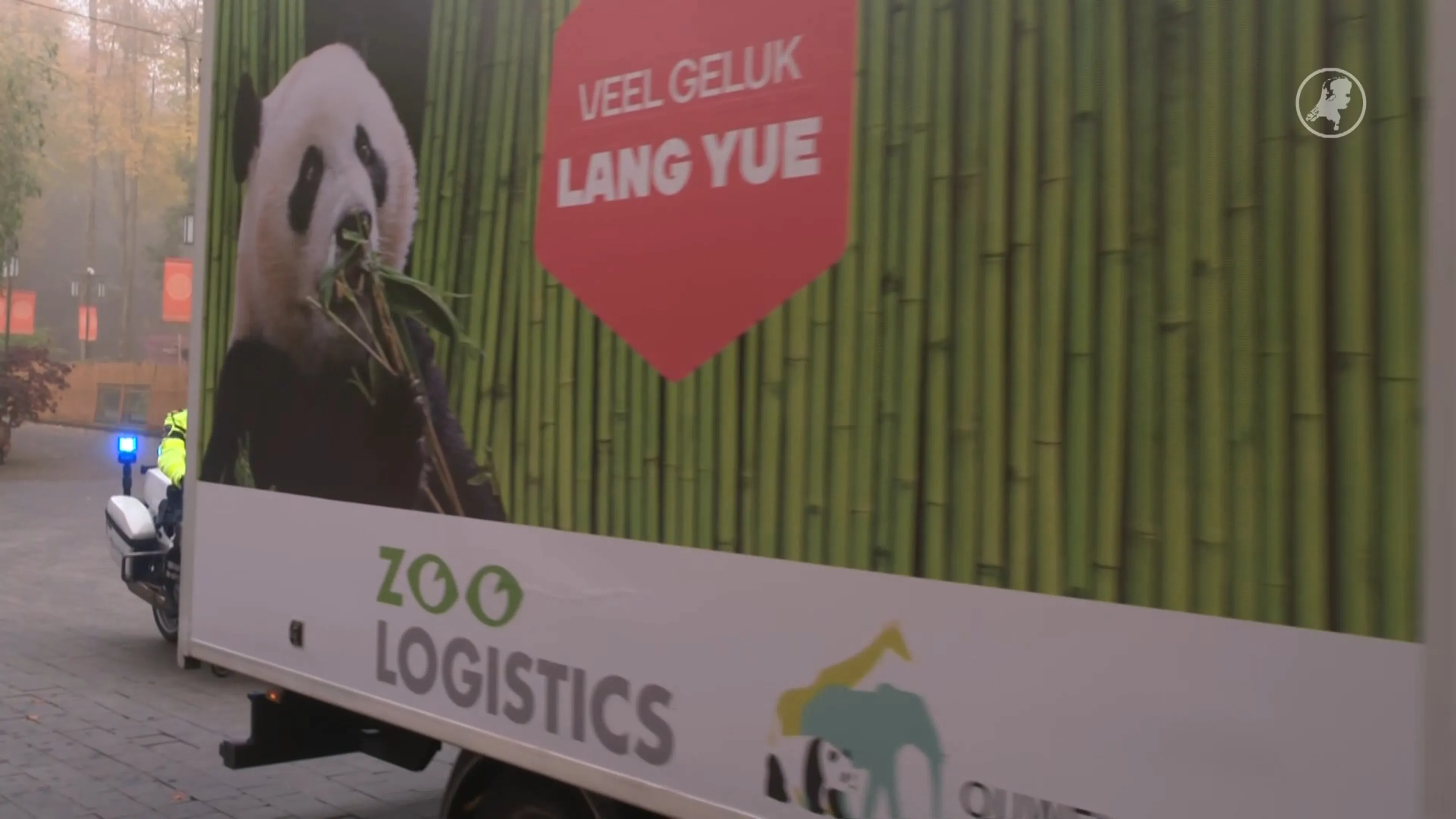 Dag Lang Yue! Reuzenpanda verlaat na twee jaar Ouwehands Dierenpark