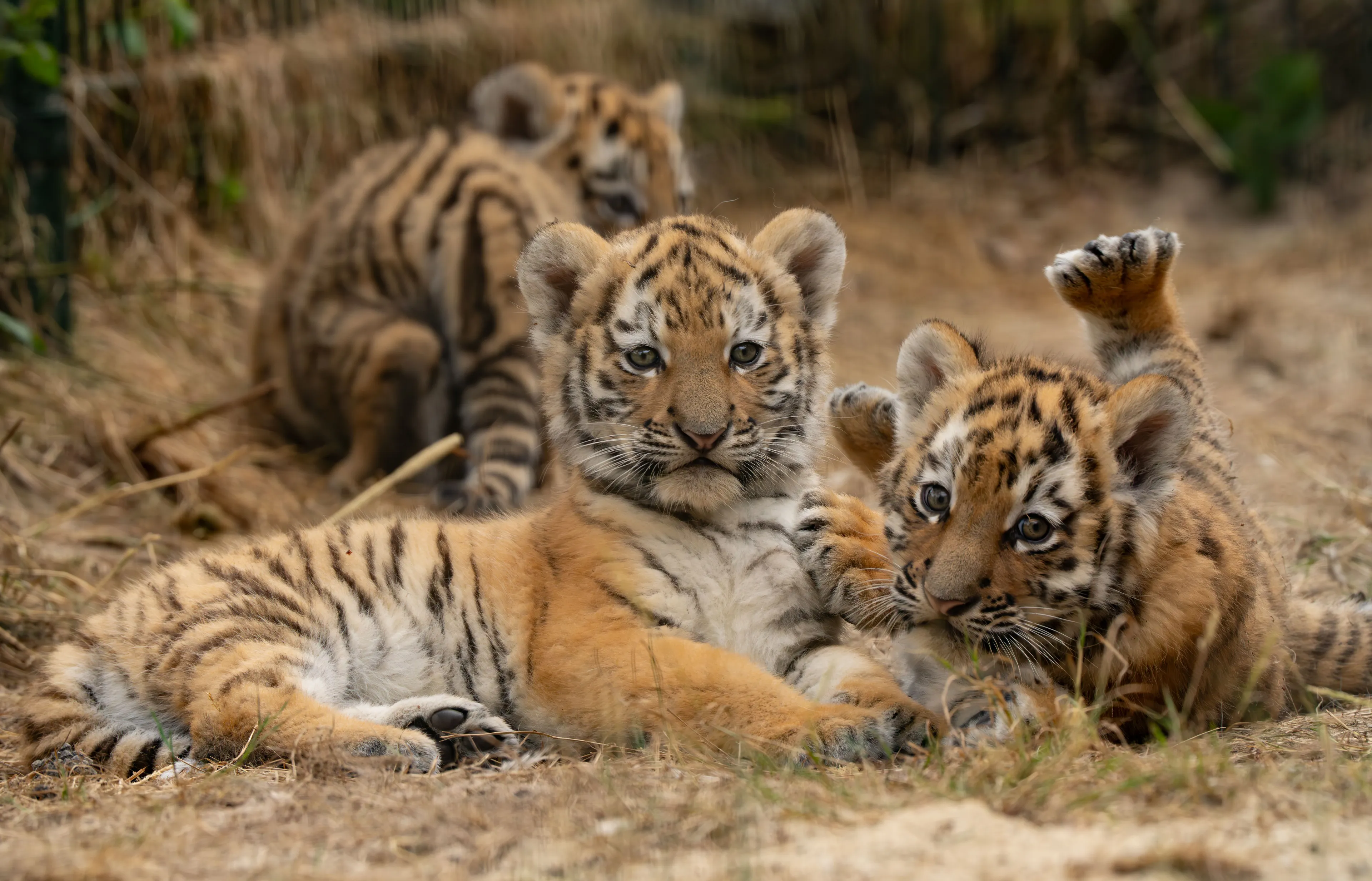 Tijgerwelpjes voor het eerst te zien in buitenverblijf bij Safaripark Beekse Bergen