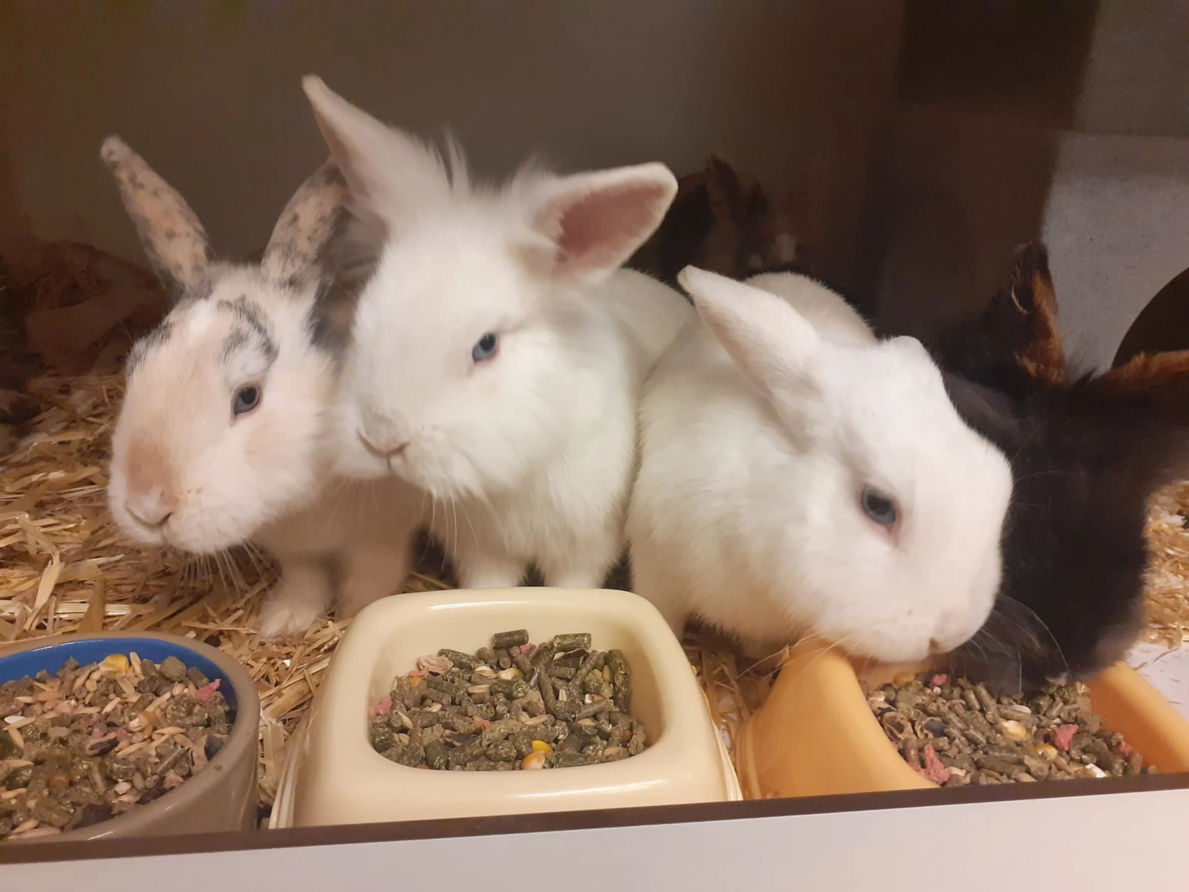 Dieren massaal gedumpt voor de vakantie, sommige komen in opvang
