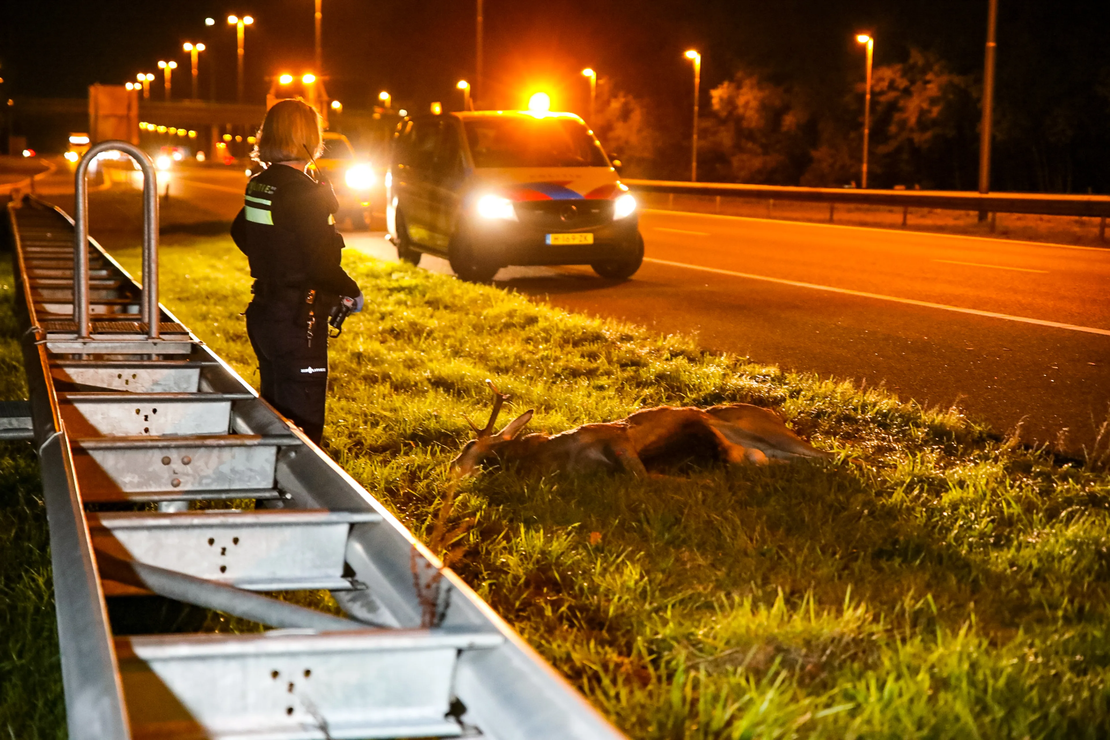 Léon (22) rijdt naar huis en krijgt edelhert op motorkap: 'Ik begon helemaal te trillen'