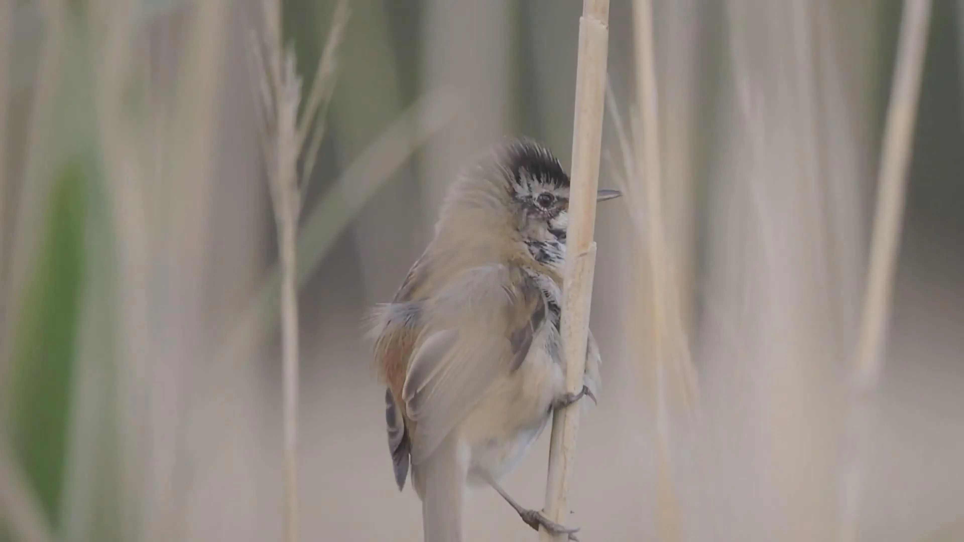 Vogelspotters massaal op de been voor zeldzaam vogeltje: 'Horen is al scoren' 