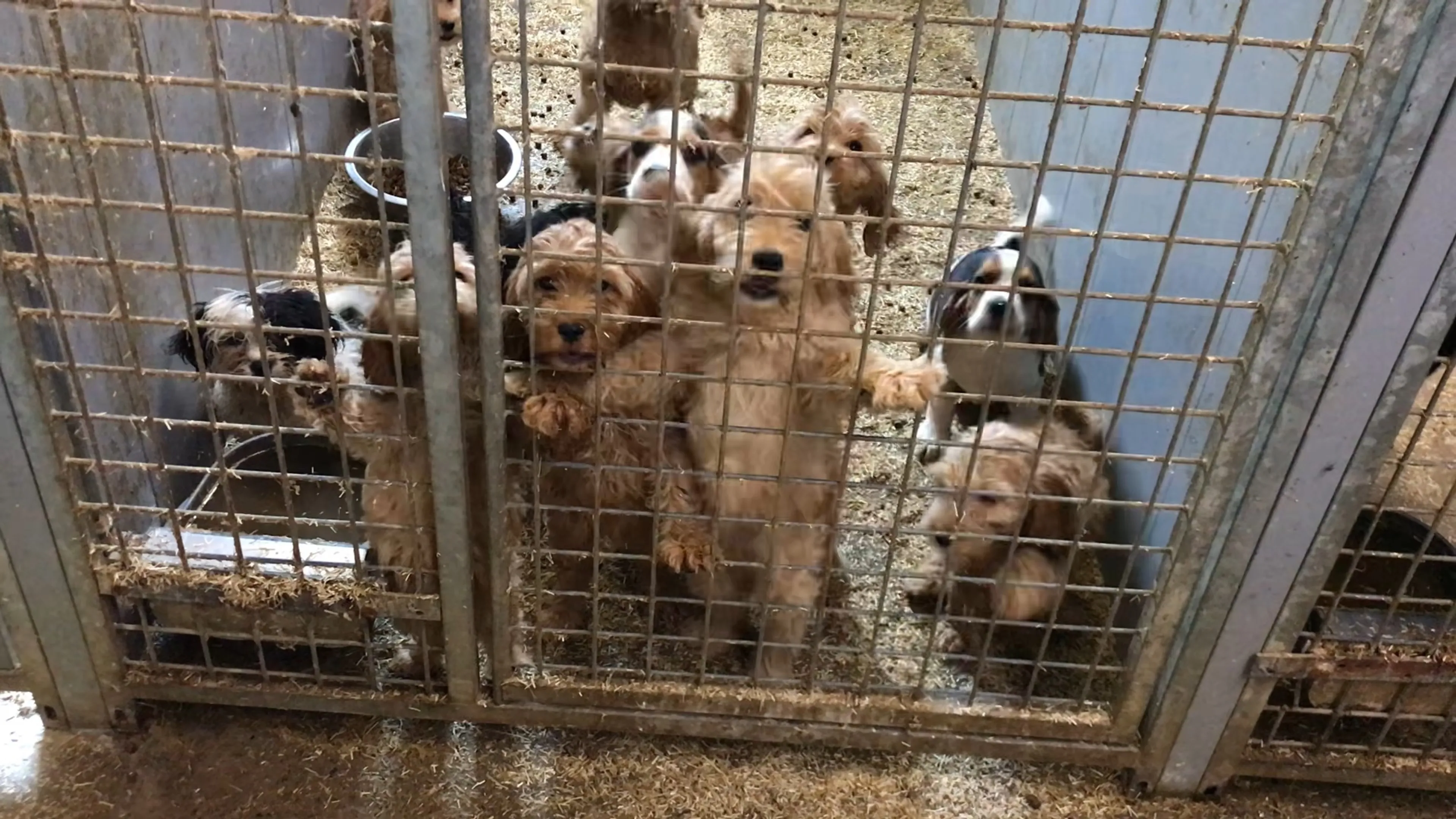 Dierenwelzijnsorganisatie stuit op illegale puppyfabriek: 'Oost-Europese praktijken, maar dan in Brabant'