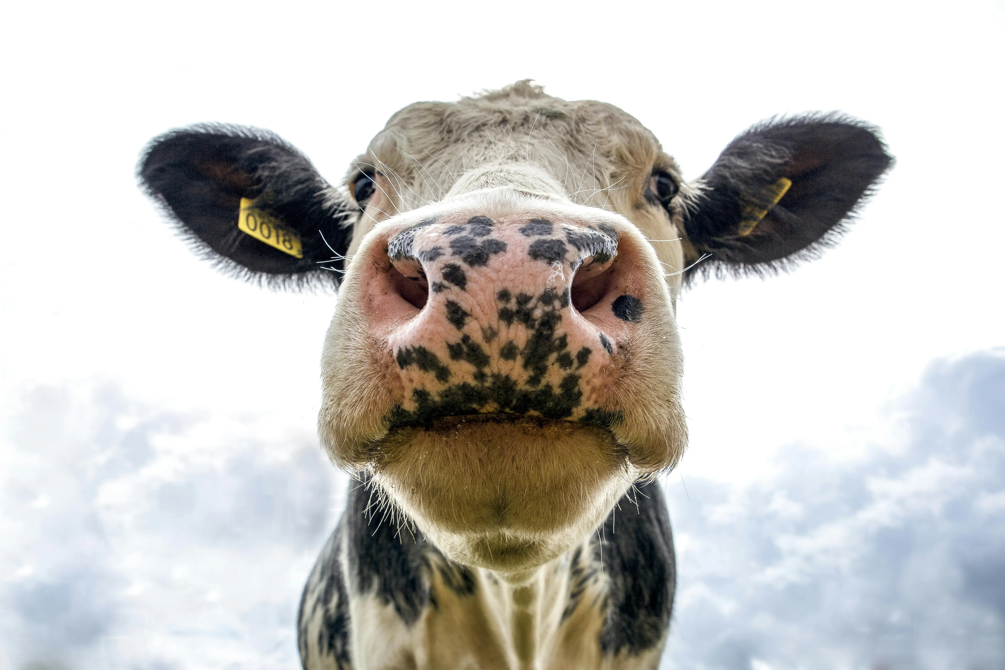 Maand cel voor maandenlange verkrachting koe op kinderboerderij
