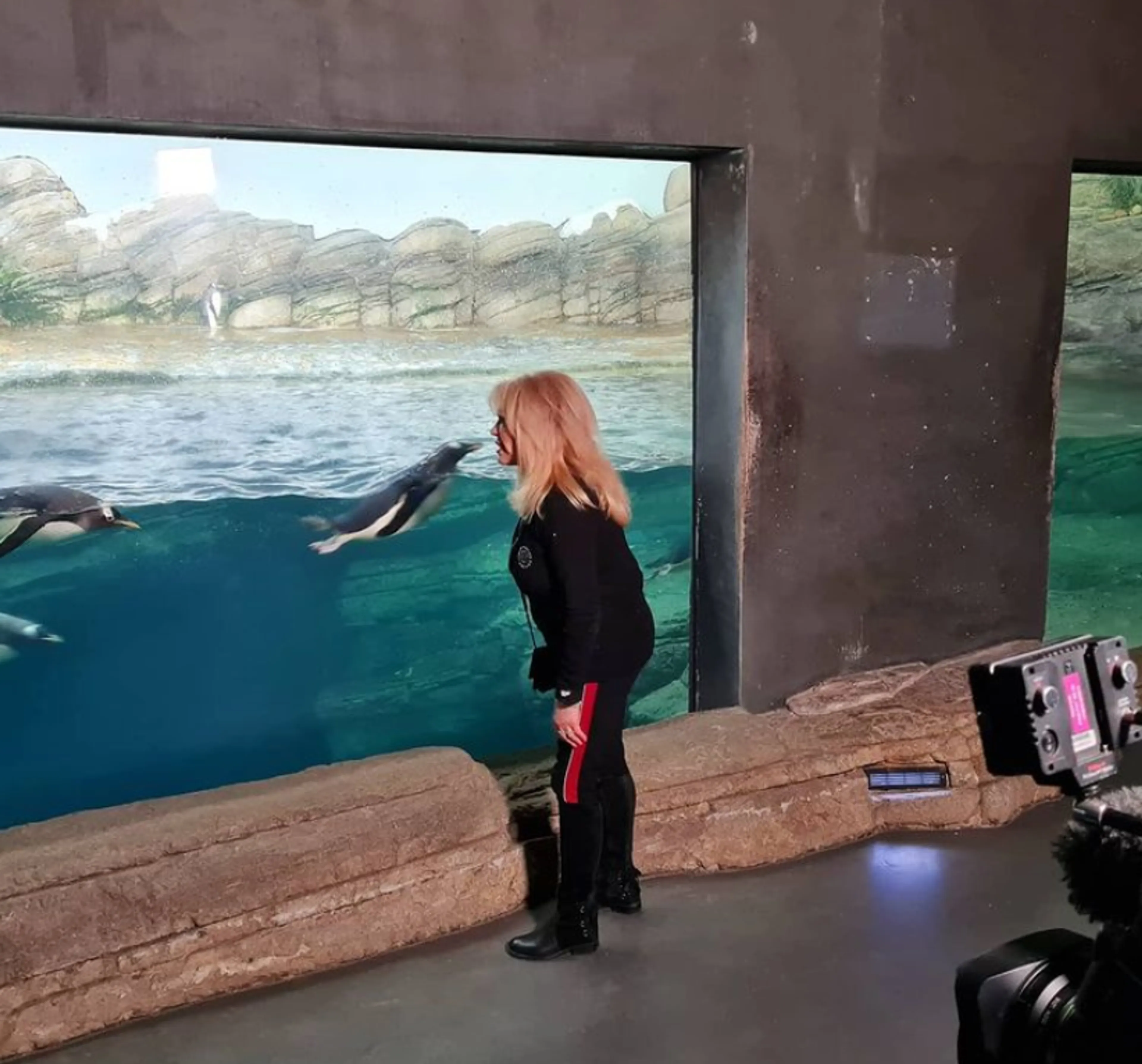 Blijdorp vernoemt twee pinguïns naar Patricia Paay als bedankje