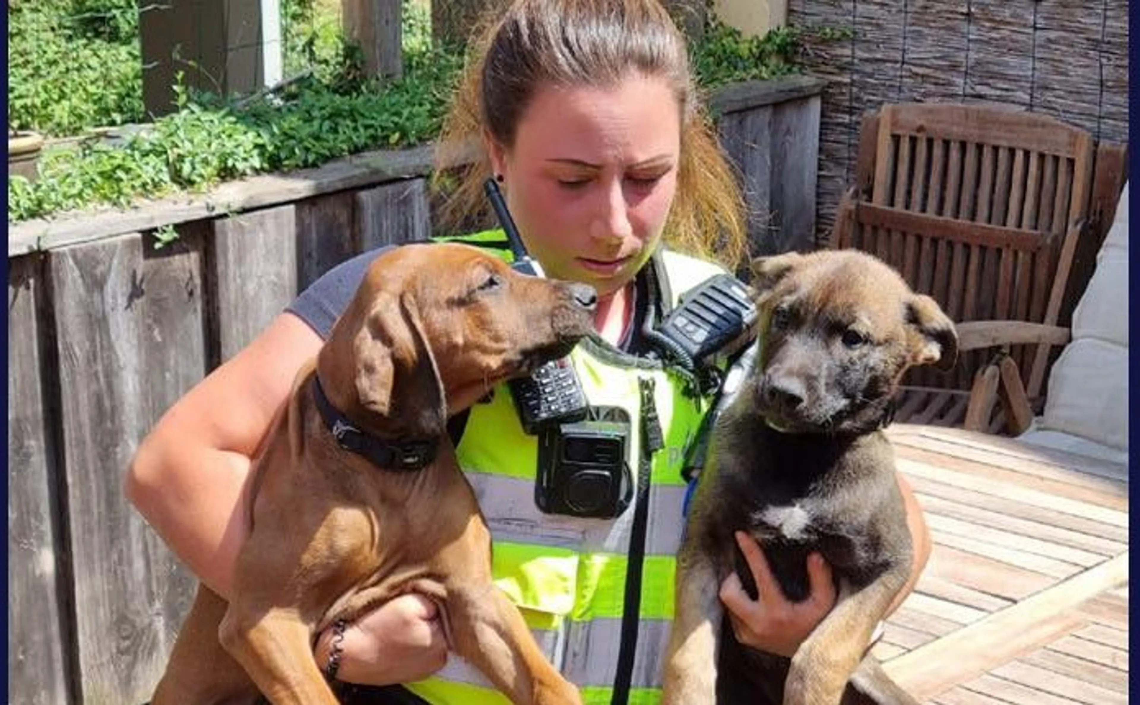 Politie redt verwaarloosde puppy's zonder voer of water van snikheet balkon