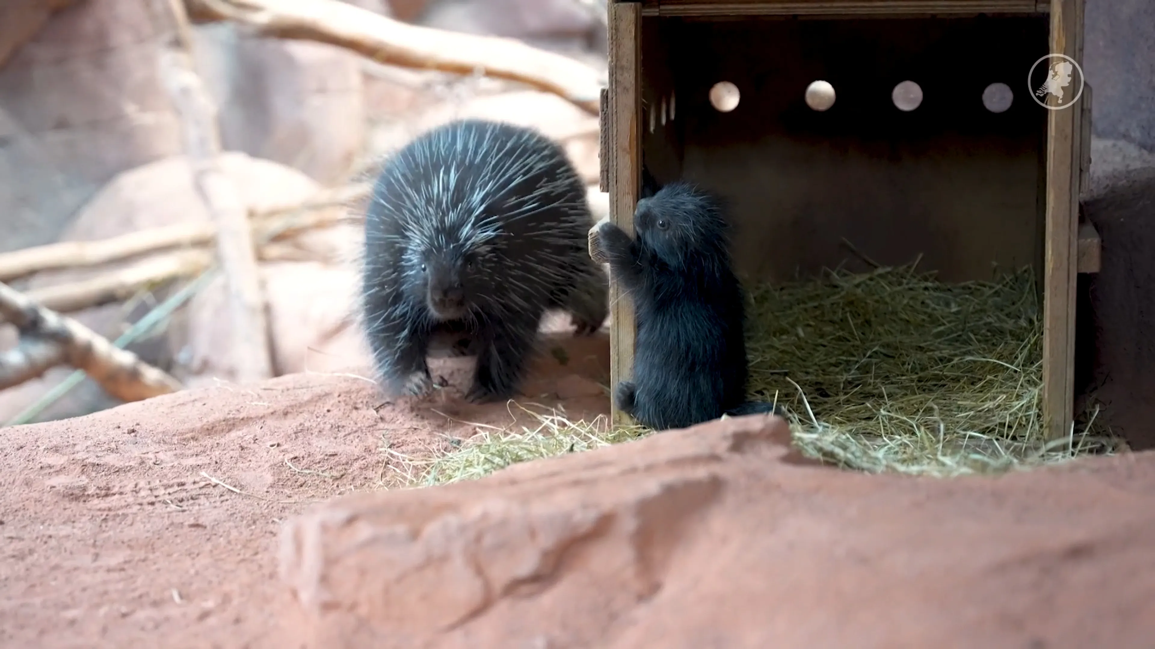 Boomstekelvarken geboren in Burgers' Zoo Arnhem