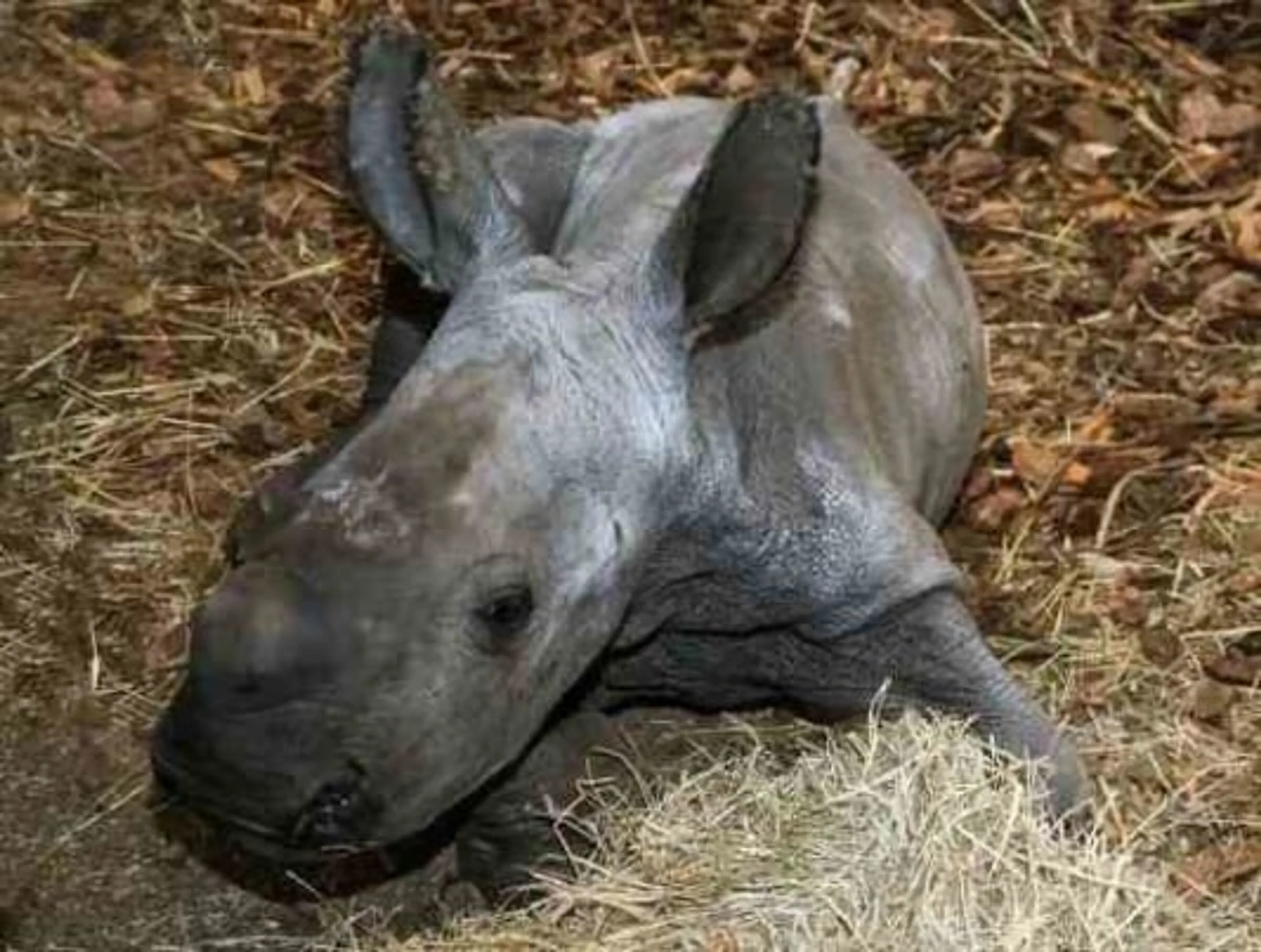 Feest in Safaripark Beekse Bergen: zeldzame witte neushoorn geboren