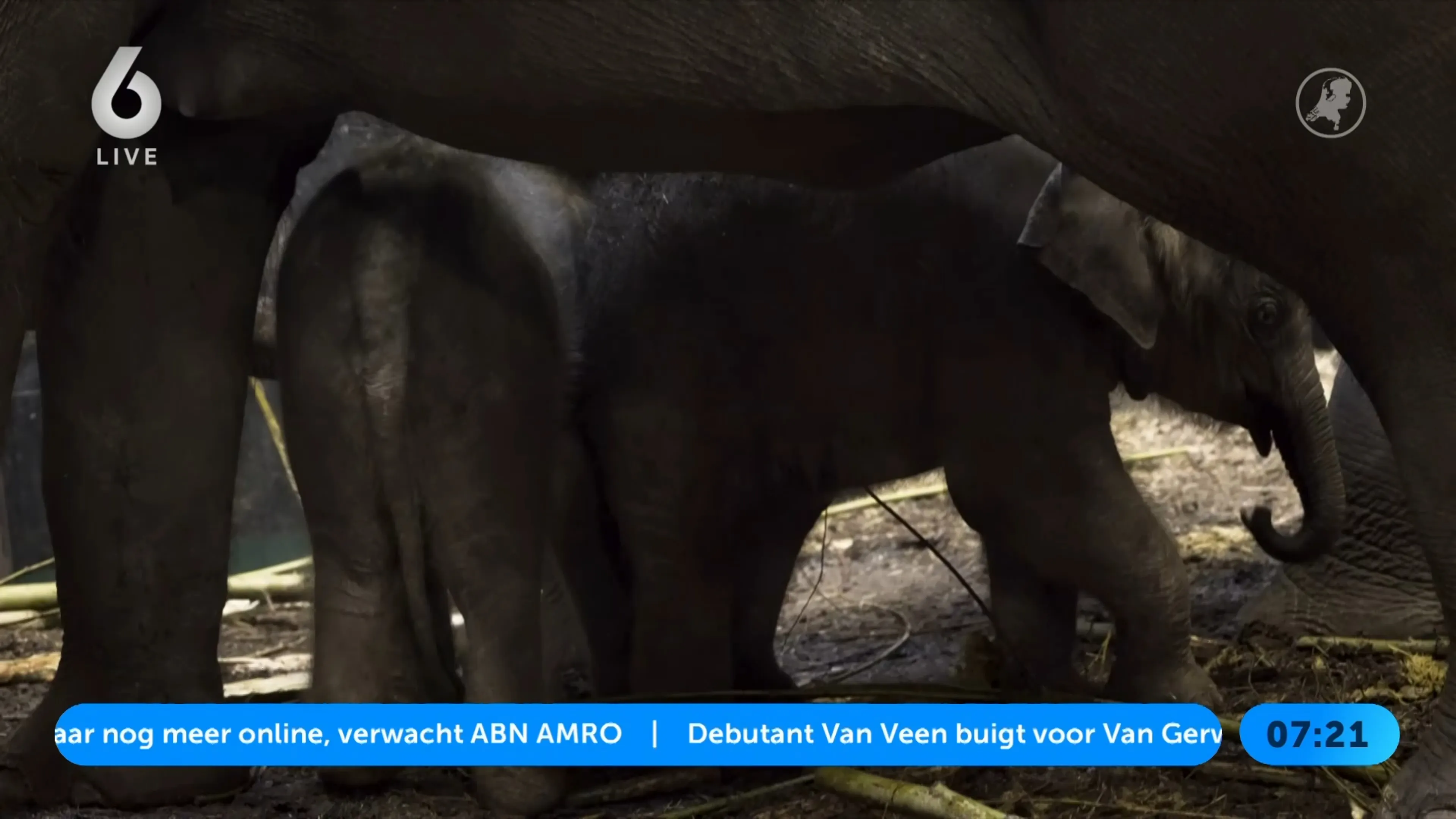 Babynieuws in ARTIS: tweede olifantenkalf geboren
