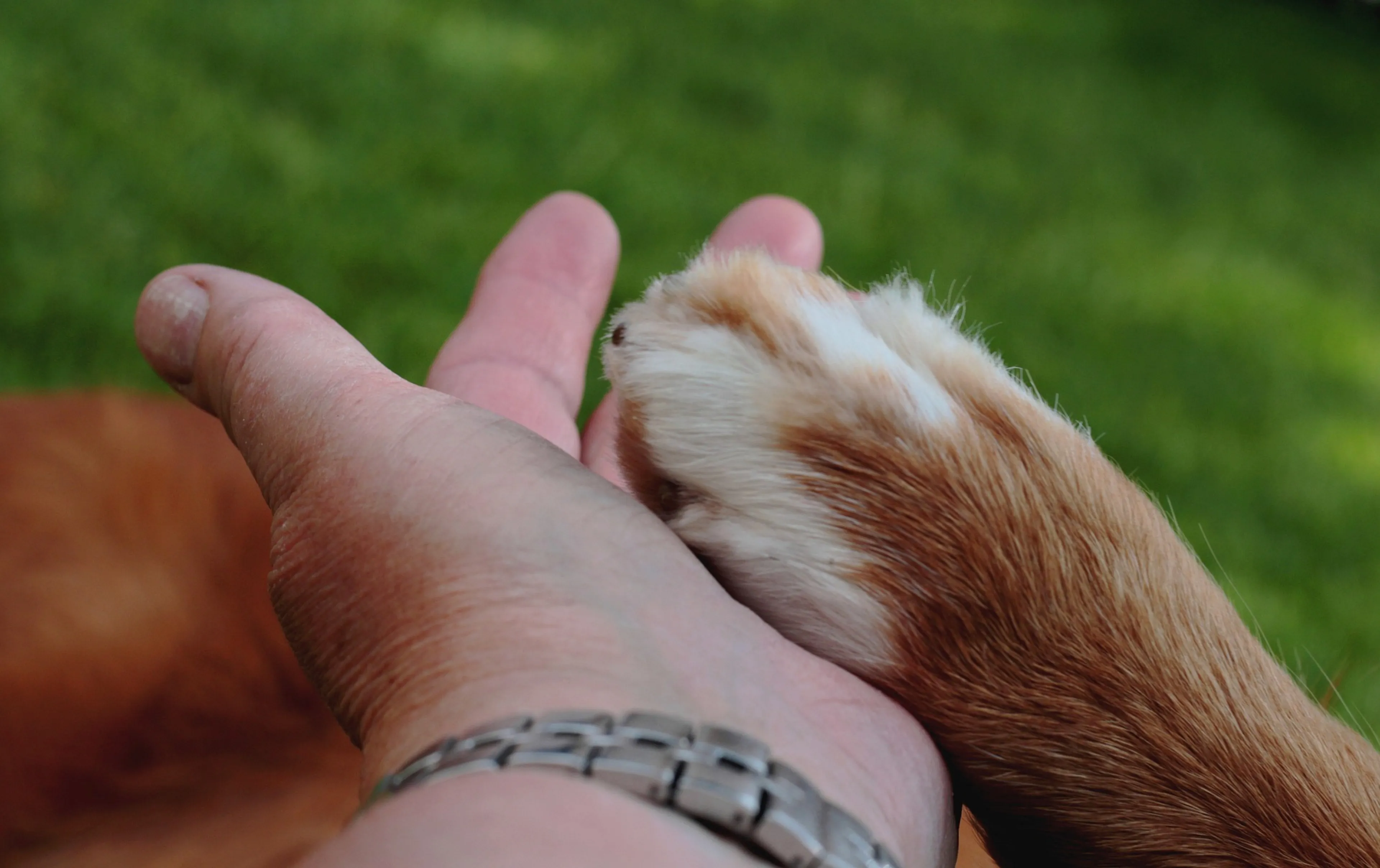 Voorbijganger vindt afgehakte hondenpoten van hond die nog leefde