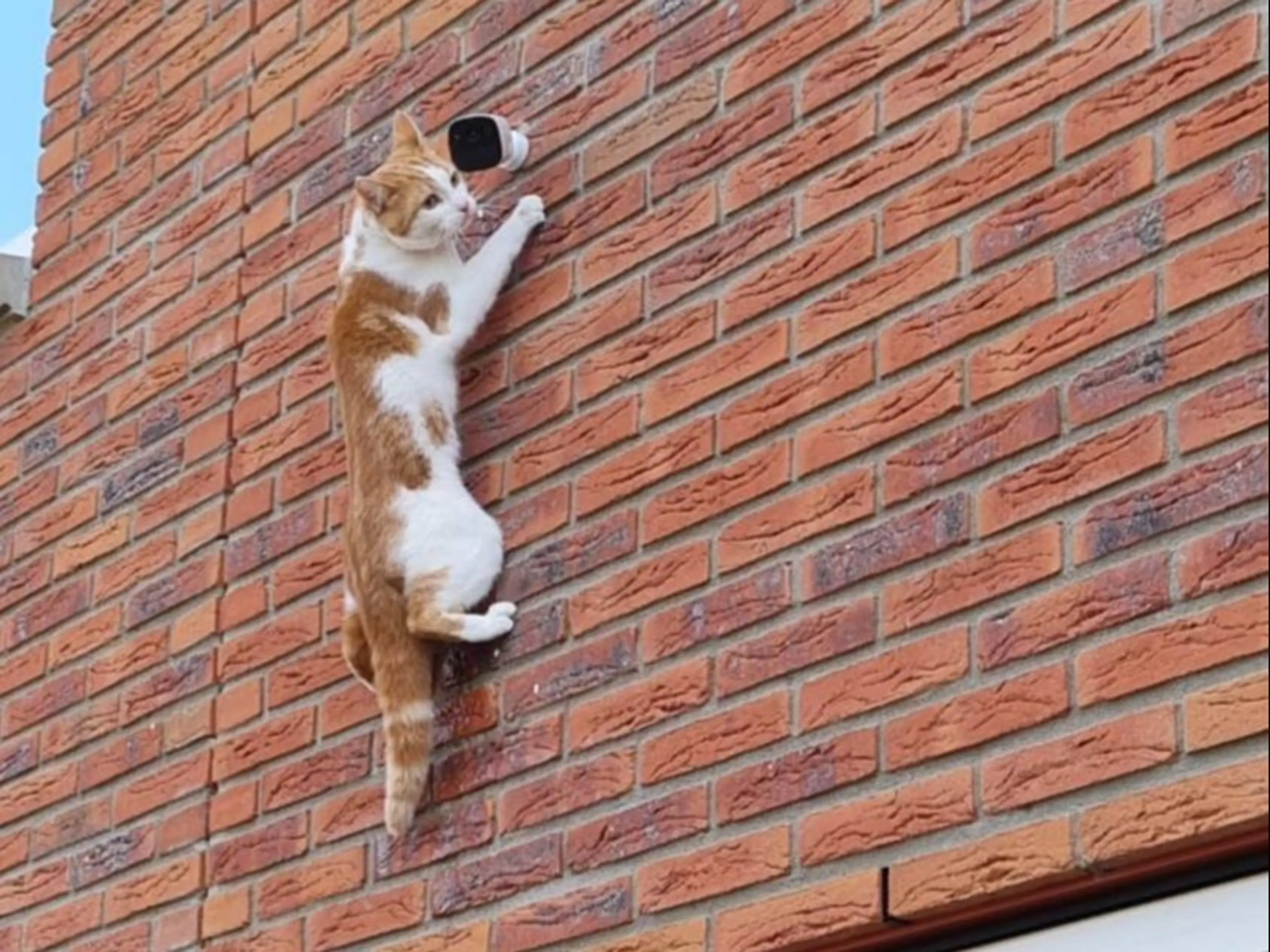 Mysterieuze muurklever op camera blijkt klimgrage kat
