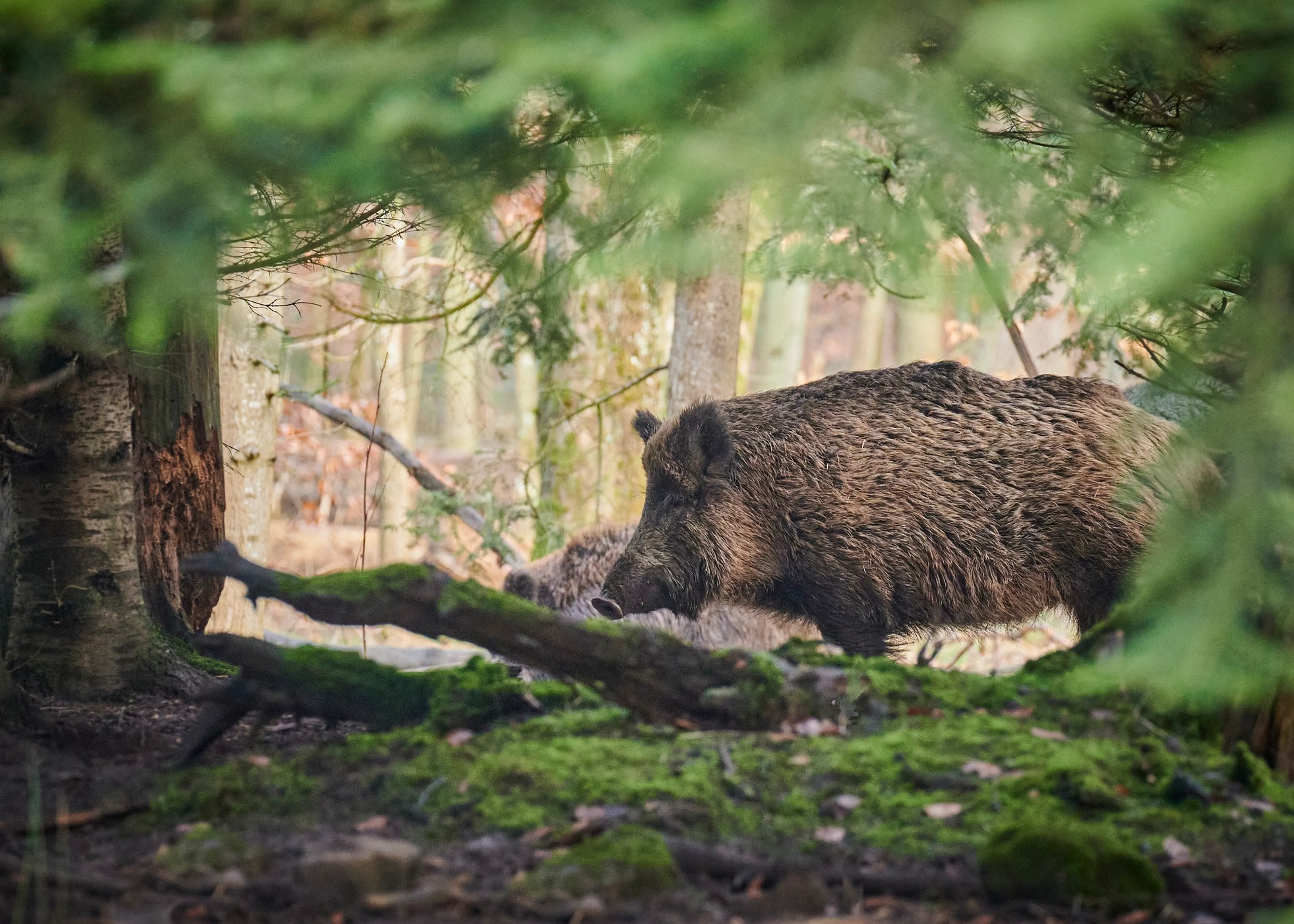 Gemeente waarschuwt voor agressieve wilde zwijnen in natuurgebieden bij Meerssen