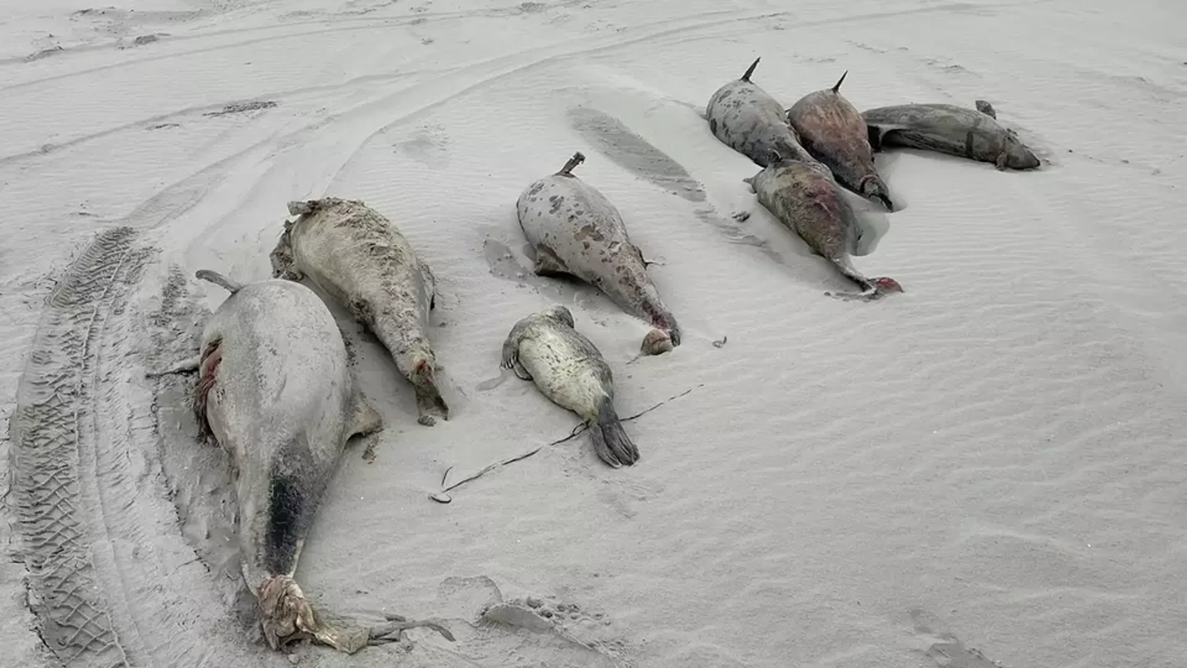Grootste aantal aangespoelde bruinvissen ooit op Waddeneilanden: 'Dit is ongekend'