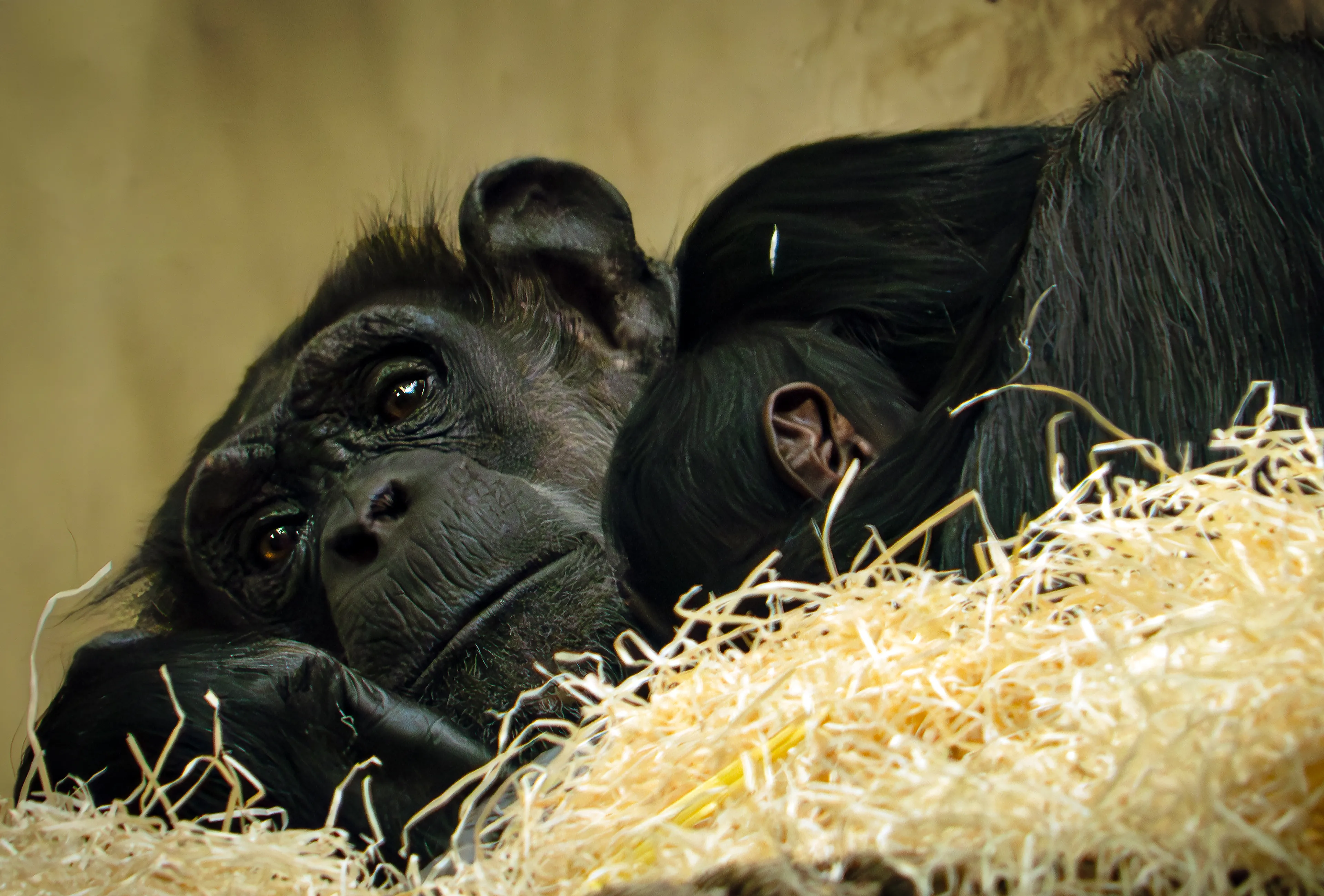 Beekse Bergen bewoner rijker: chimpansee-mannetje geboren