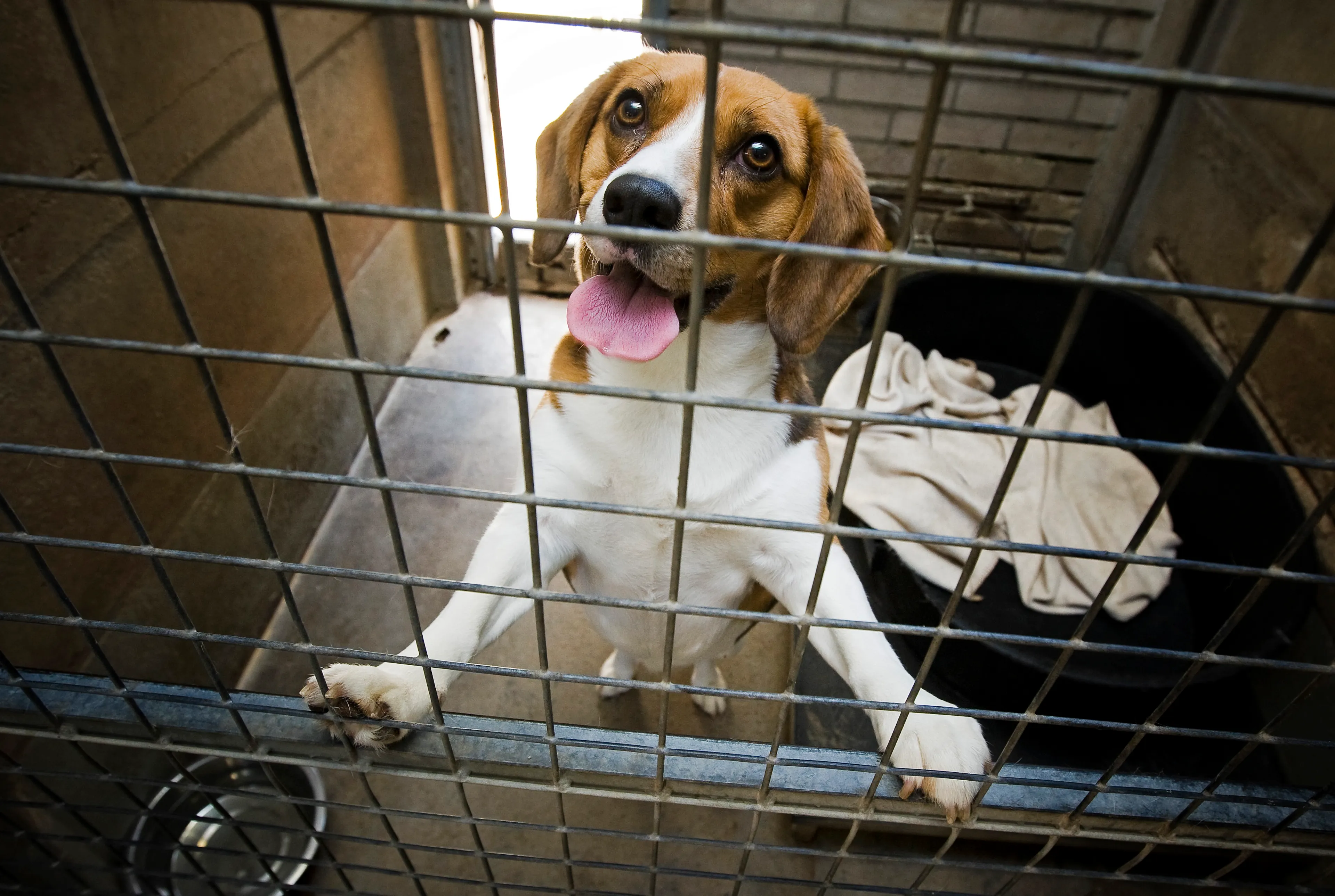Nederland krijgt marktplaats in strijd tegen onbetrouwbare handel in honden