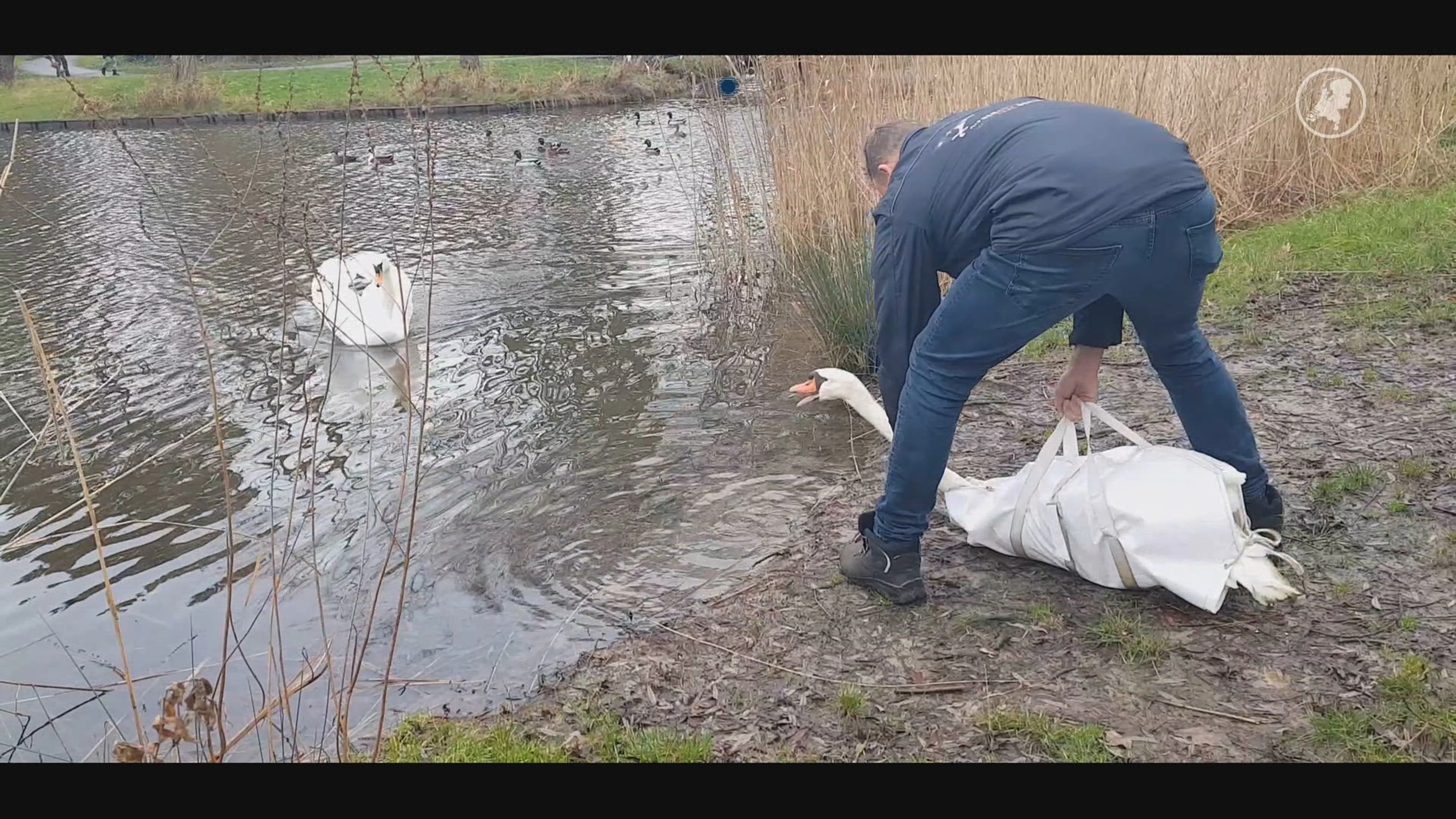 Romantische beelden: zwanenkoppel herenigd voor de feestdagen