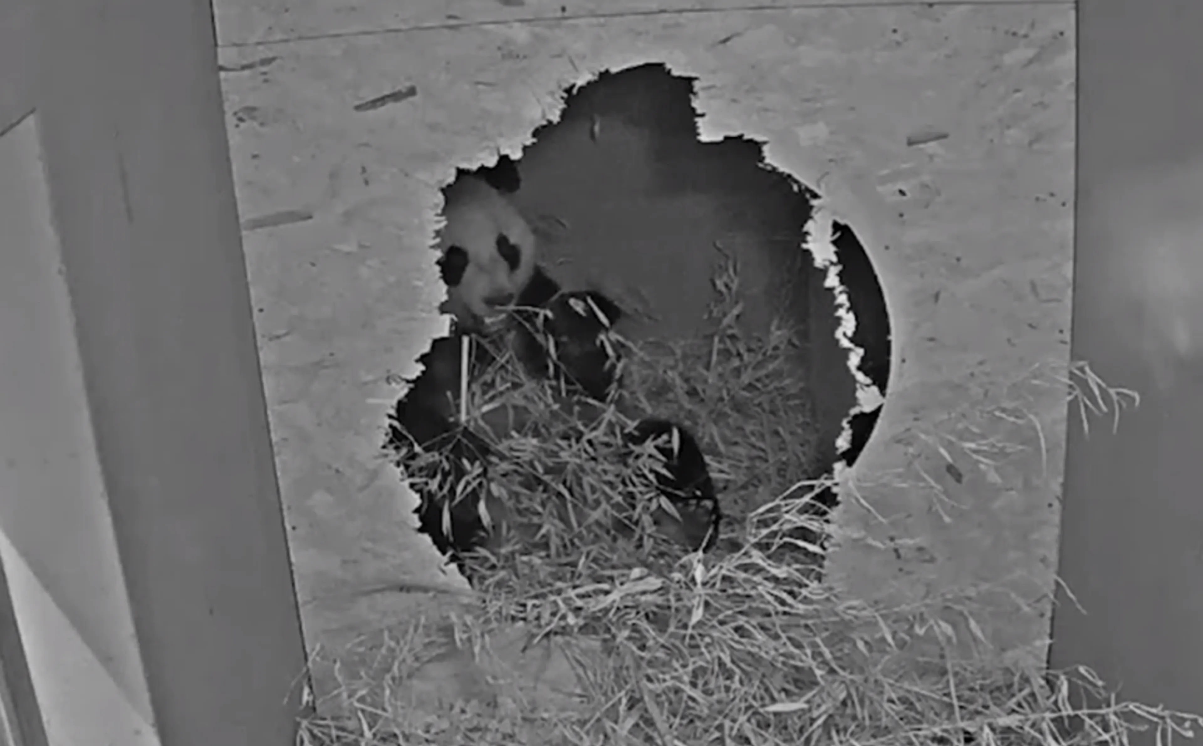 Zwanger of niet? Reuzenpanda Wu Wen houdt Ouwehands Dierenpark in spanning