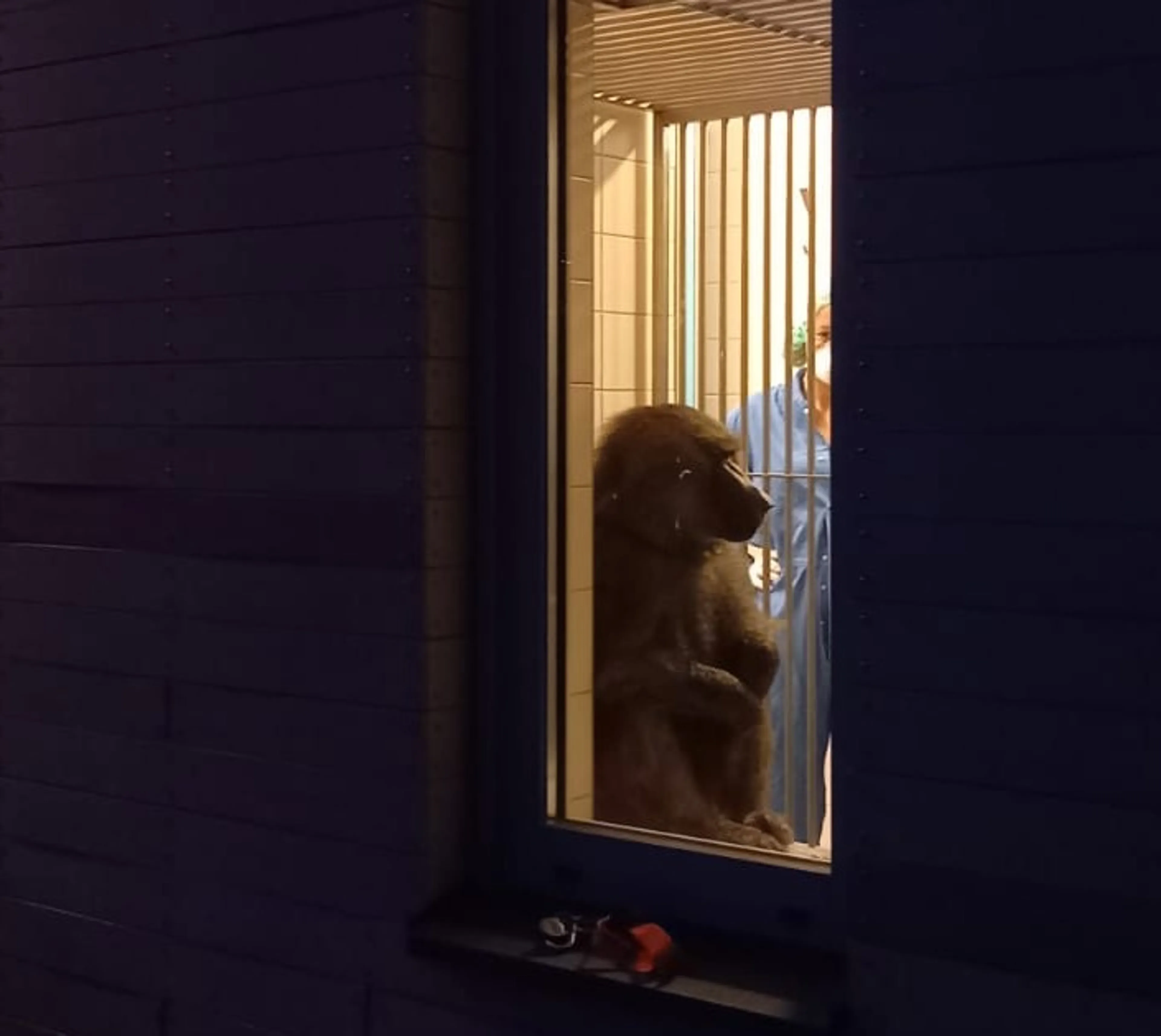 Stichting AAP leert eenzame ex-circusbaviaan Kaki weer 'aap zijn'