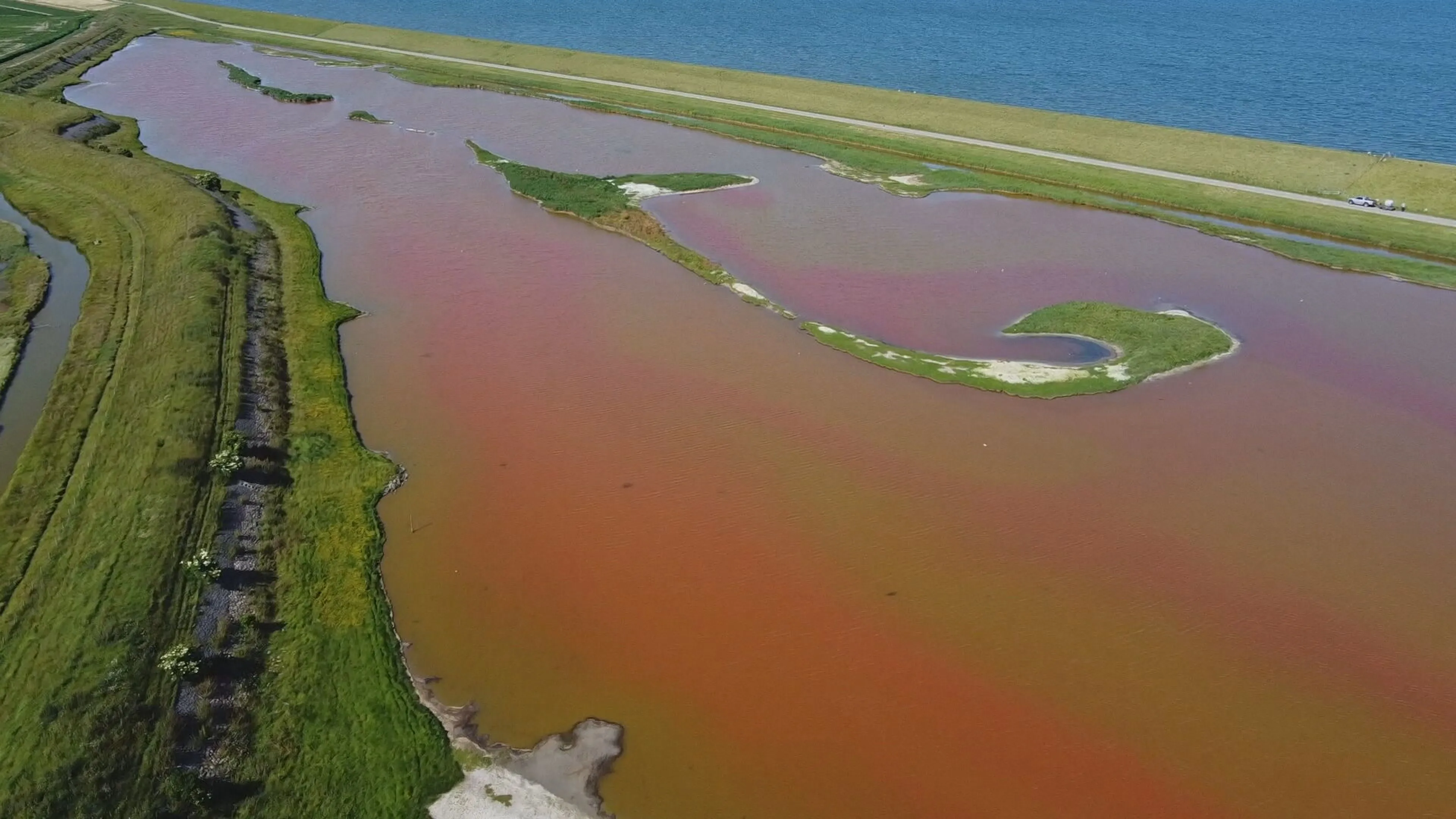 Bijzonder: waterplas op Texel kleurt knalroze, dit is waarom