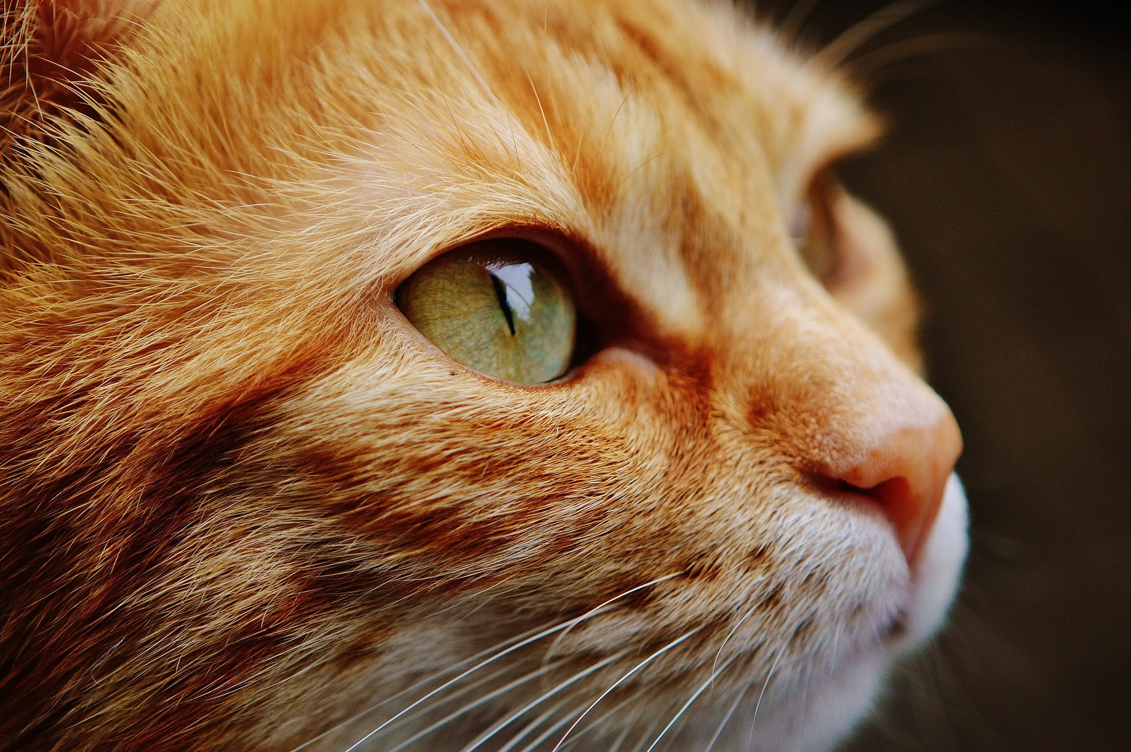 Twaalf dode katten gevonden op uitlaatveld in Leeuwarden