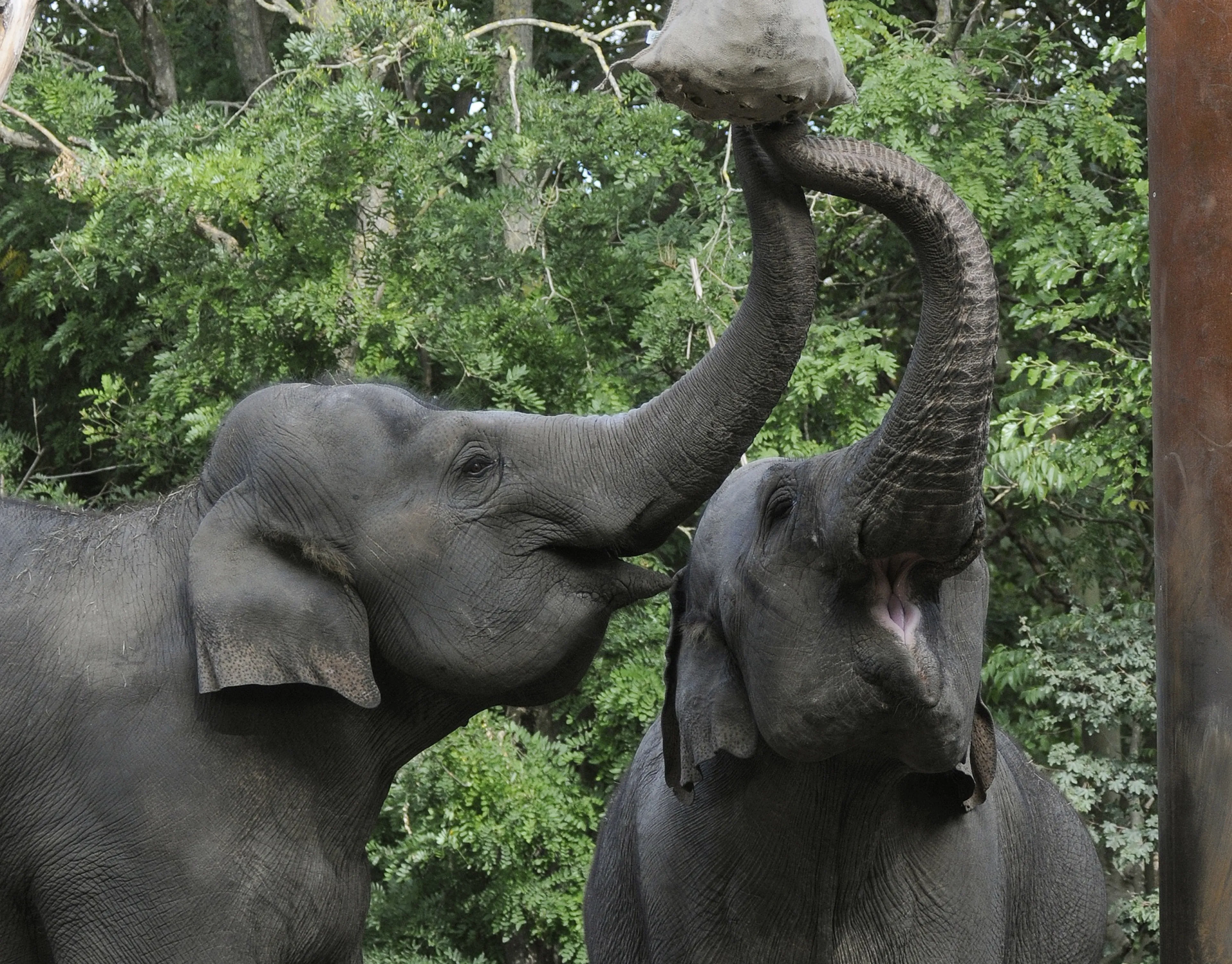 Blijdorp's Irma ziet Sarah en is oudste olifant van Nederland