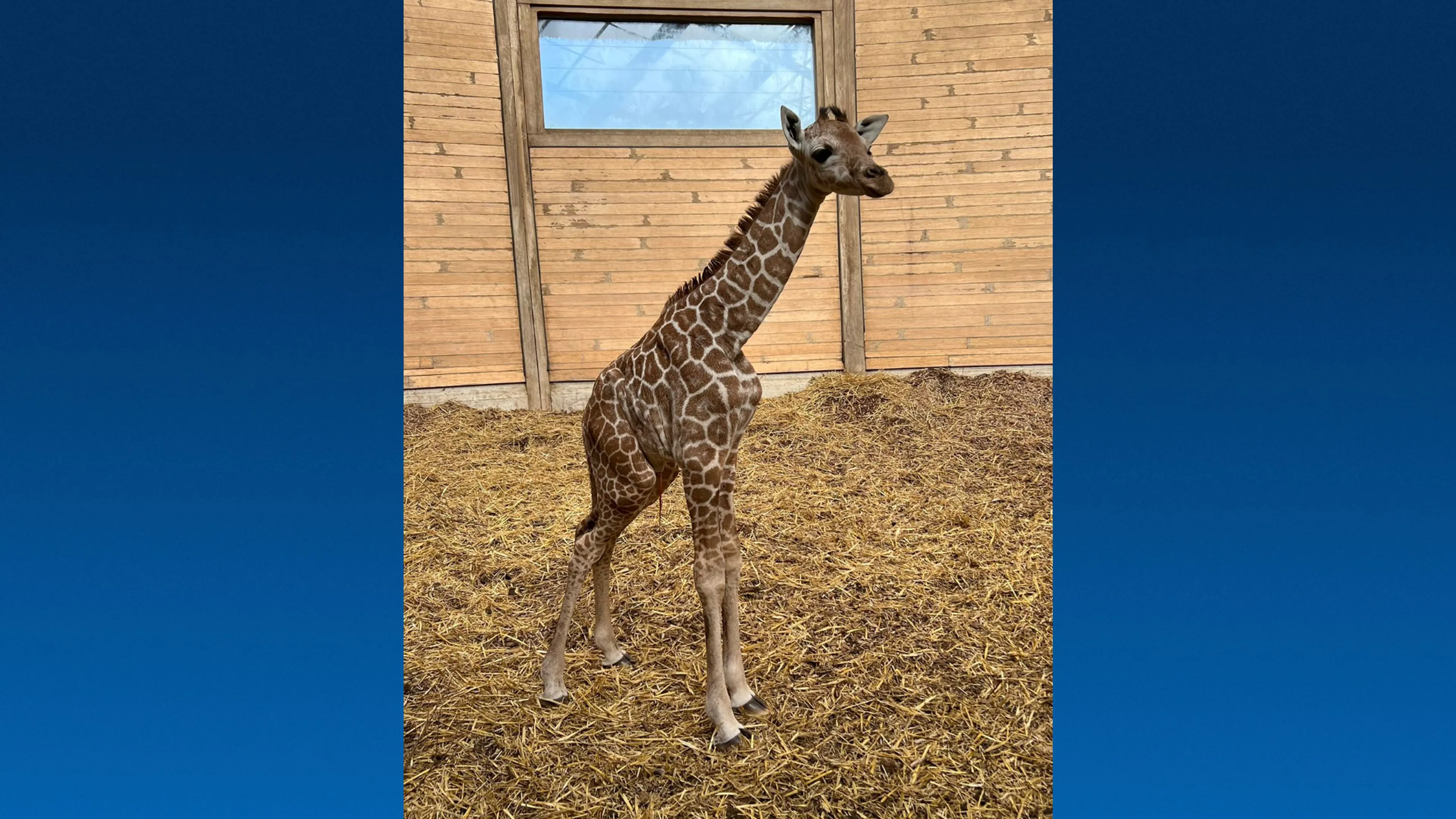 Giraffe geboren in Diergaarde Blijdorp, jong vanaf nu te bewonderen