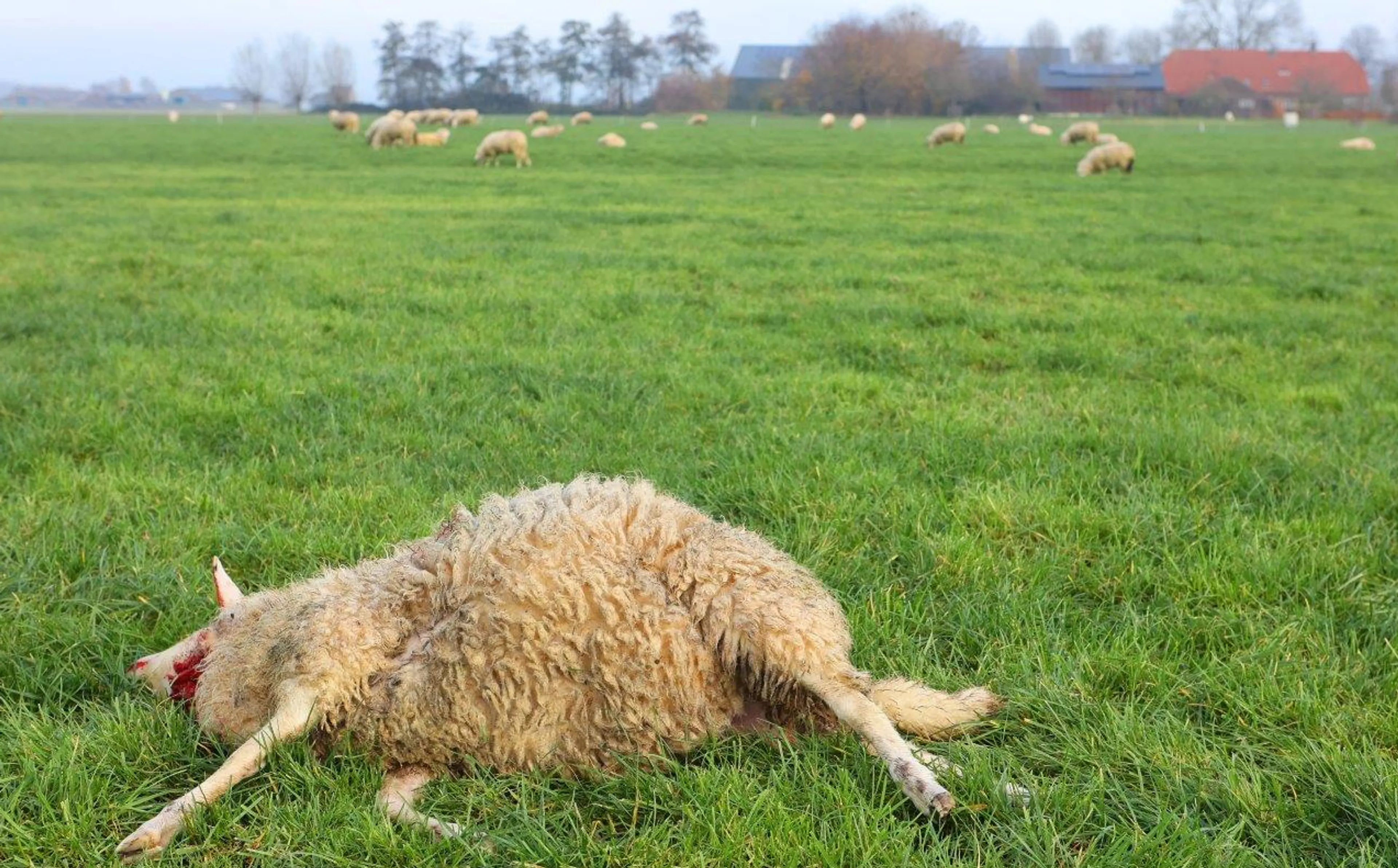 Drents Statenlid vindt schapenhouders te laks: 'Je hebt de plicht je dieren te beschermen tegen de wolf'
