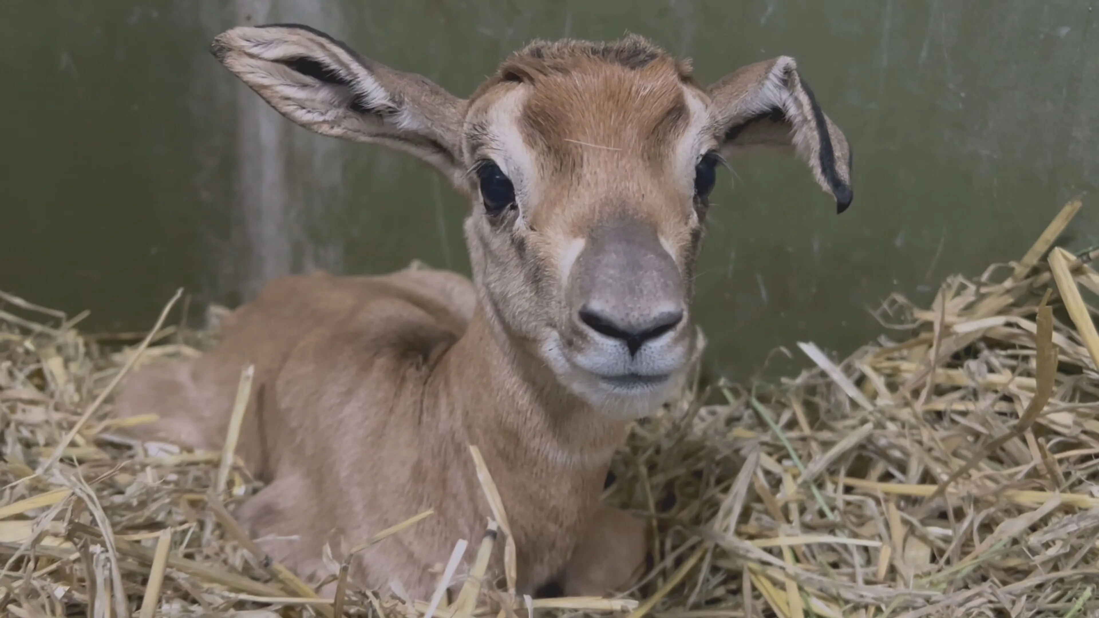 Zeer zeldzame mhorrgazelle geboren in Diergaarde Blijdorp