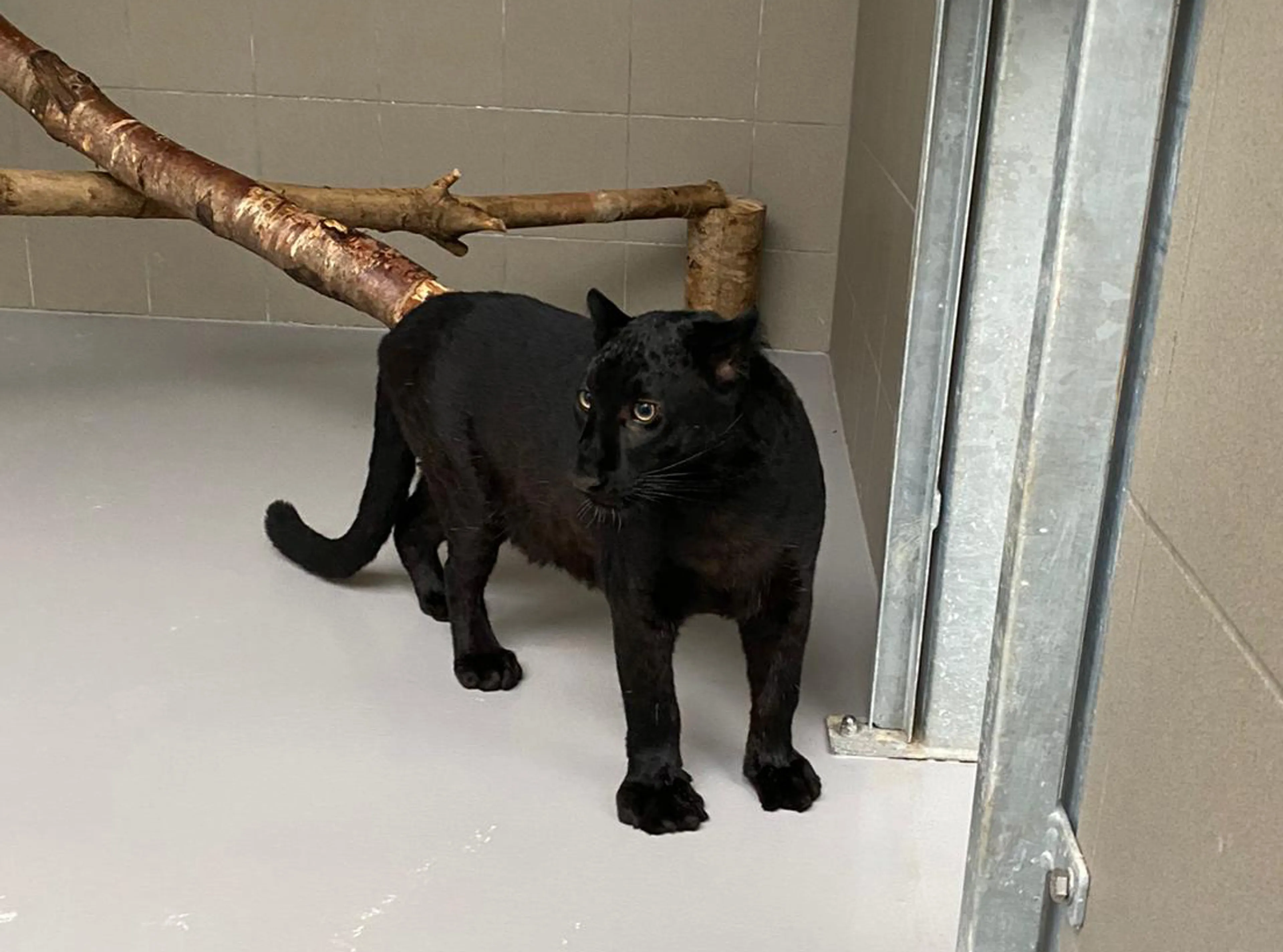 Zwarte panter is bijzondere nieuwe gast in opvangcentrum van Stichting Leeuw