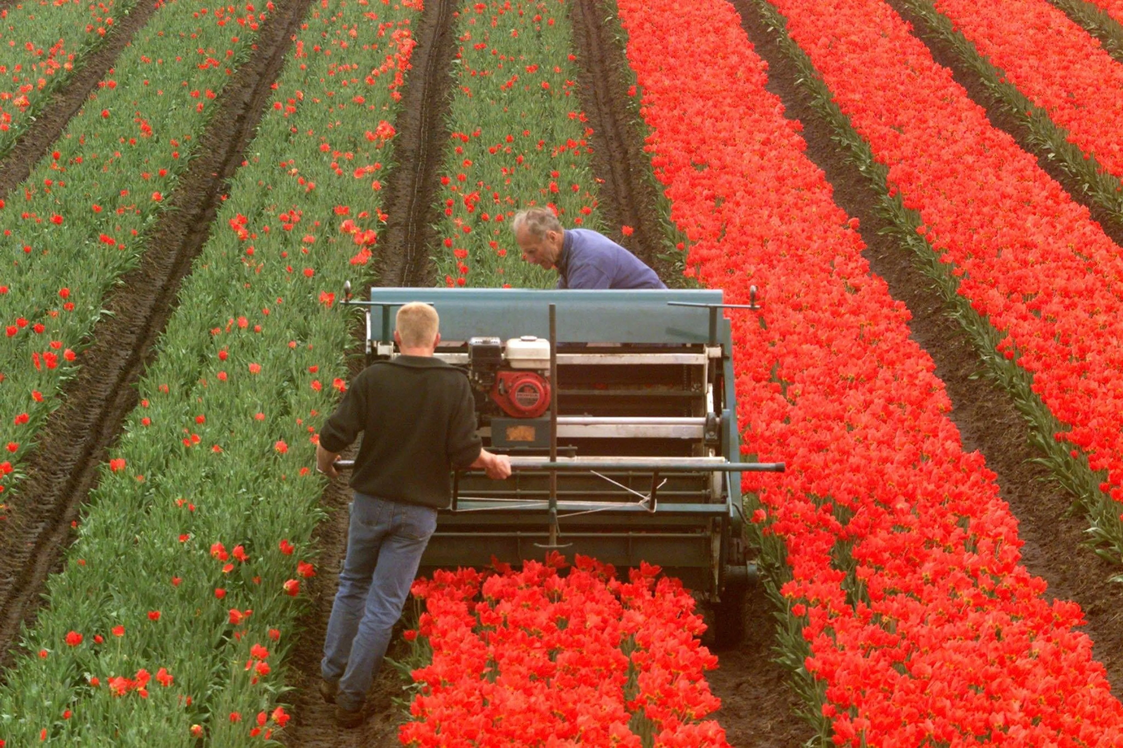 Kwekers Bollenstreek maaien kleurrijke bloemenvelden in strijd tegen massatoerisme: 'Met tranen in mijn ogen'