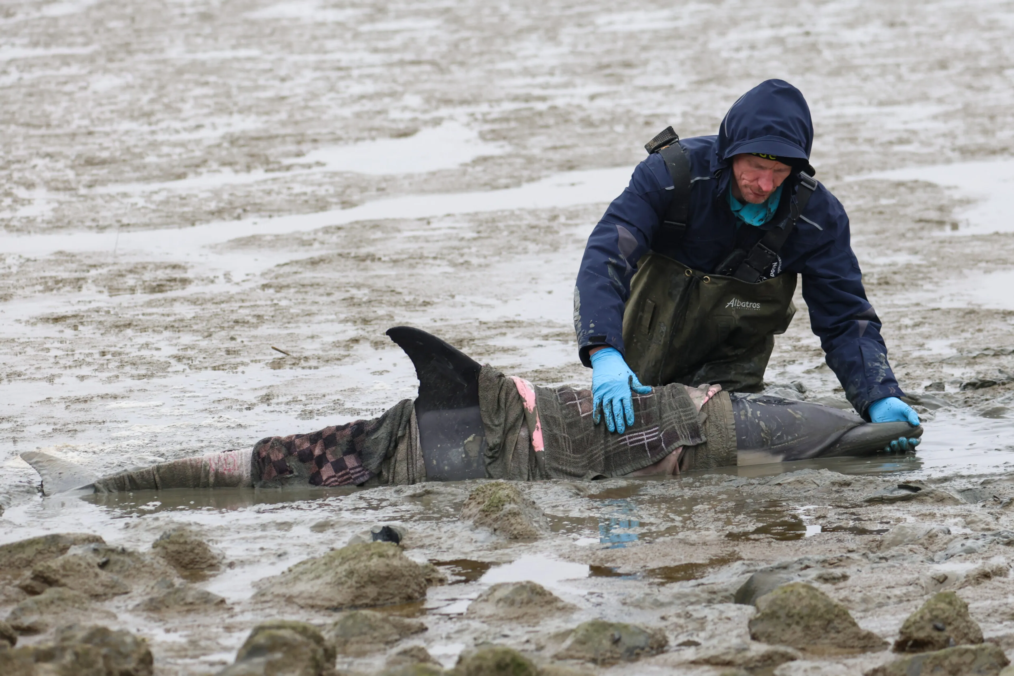 Dolfijn levend aangespoeld op het wad bij Wierum