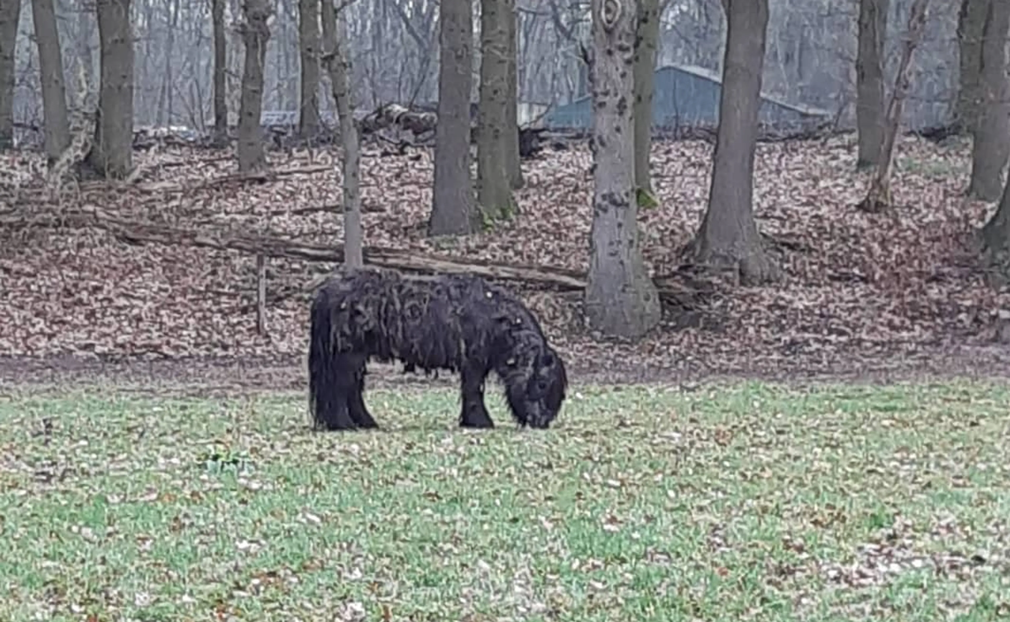 Gestolen bejaarde shedlandpony van Hans (75) is weer terecht: 'Heel erg opgelucht'