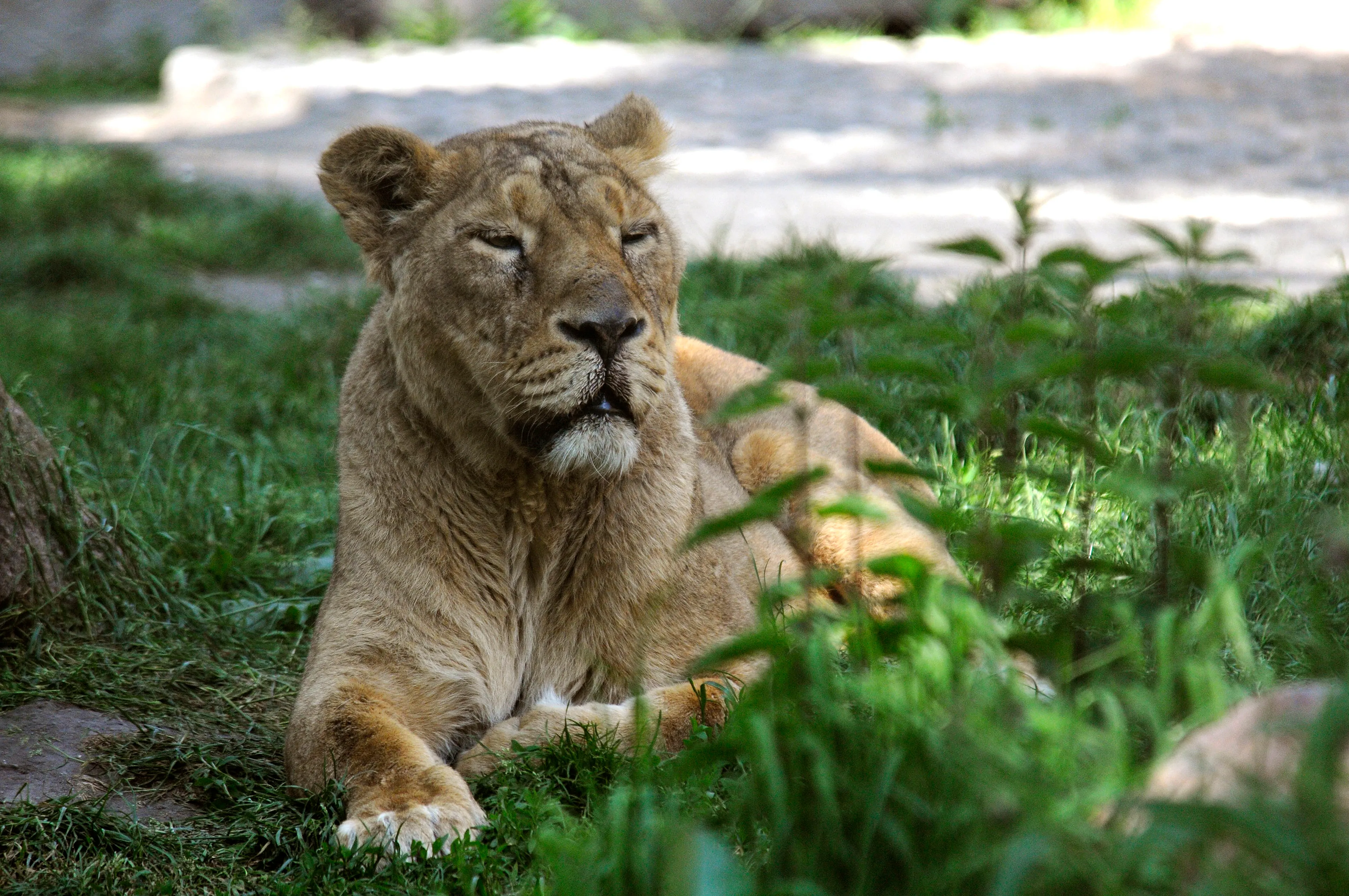 Leeuwen en gorilla's in Blijdorp hebben corona en zitten in quarantaine