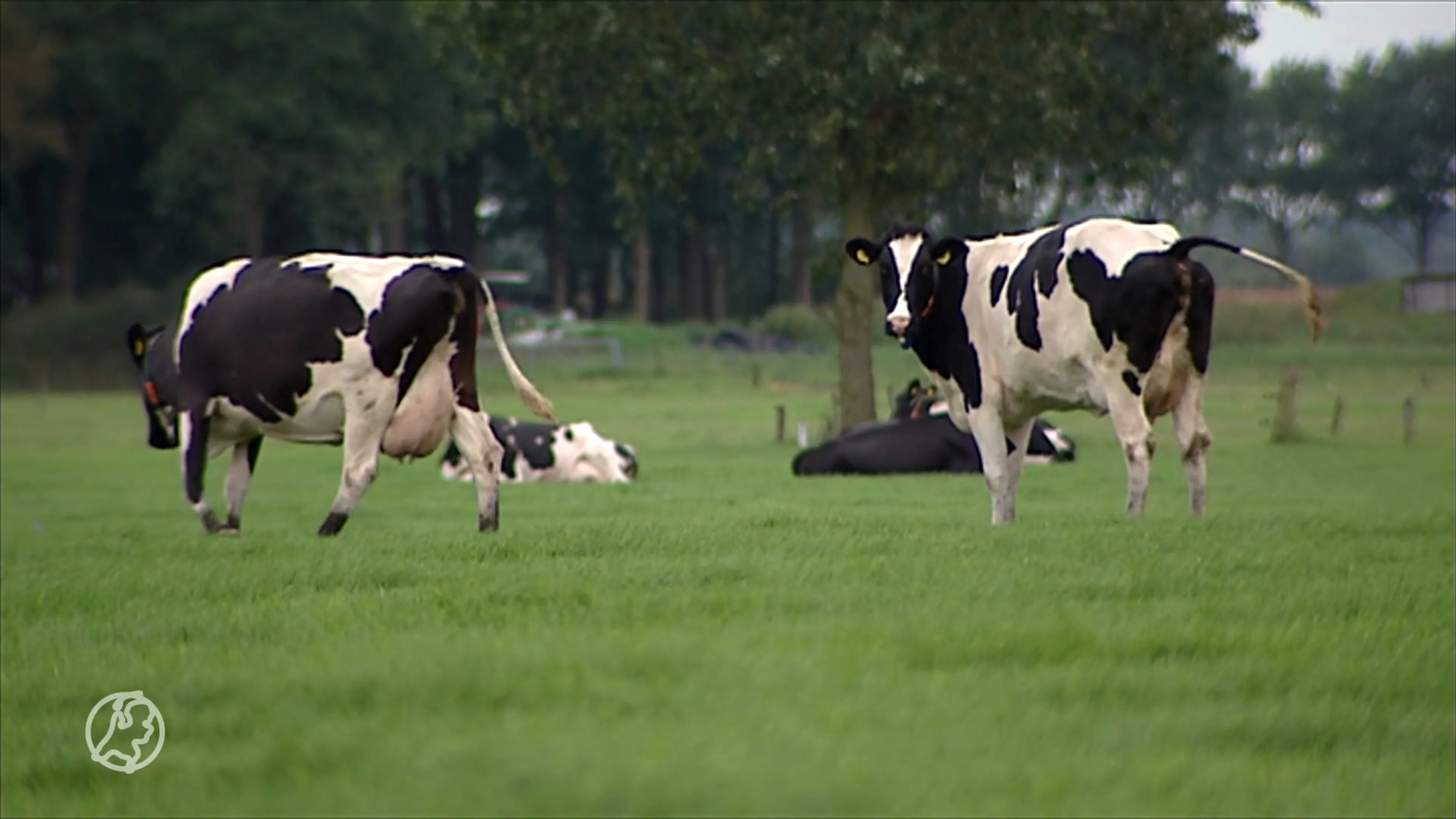 Friesland zo trots op mestgeur en trekkergeluiden dat het erfgoed moet worden