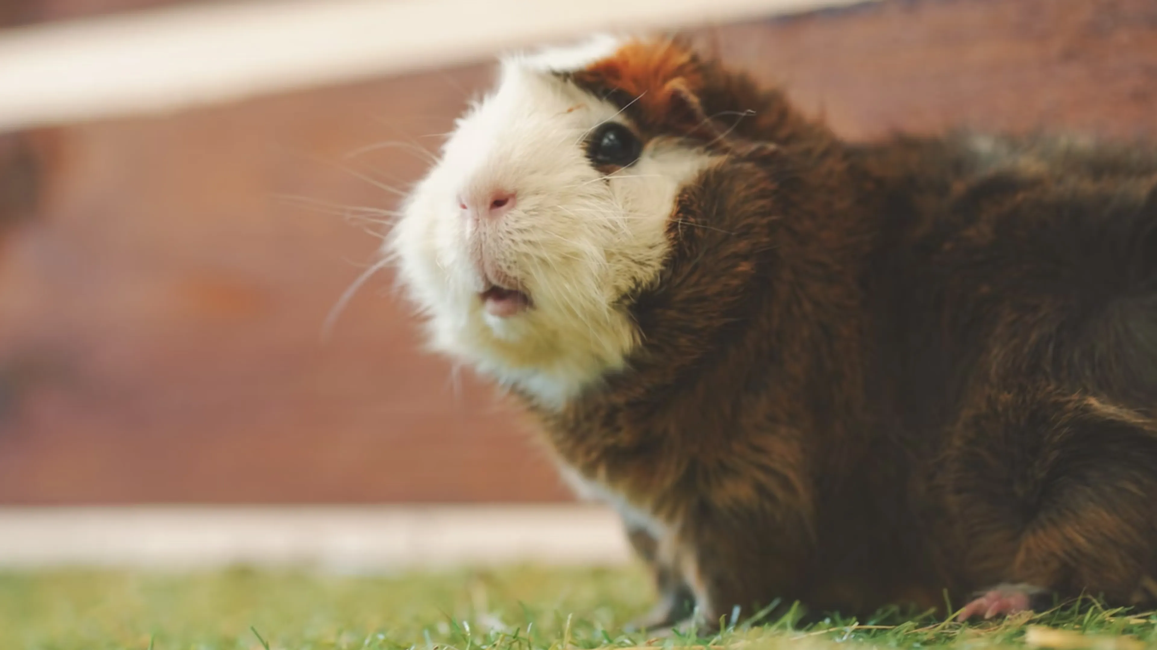Man gooit cavia uit raam bij hoogoplopende ruzie met vriendin om hondenvoer