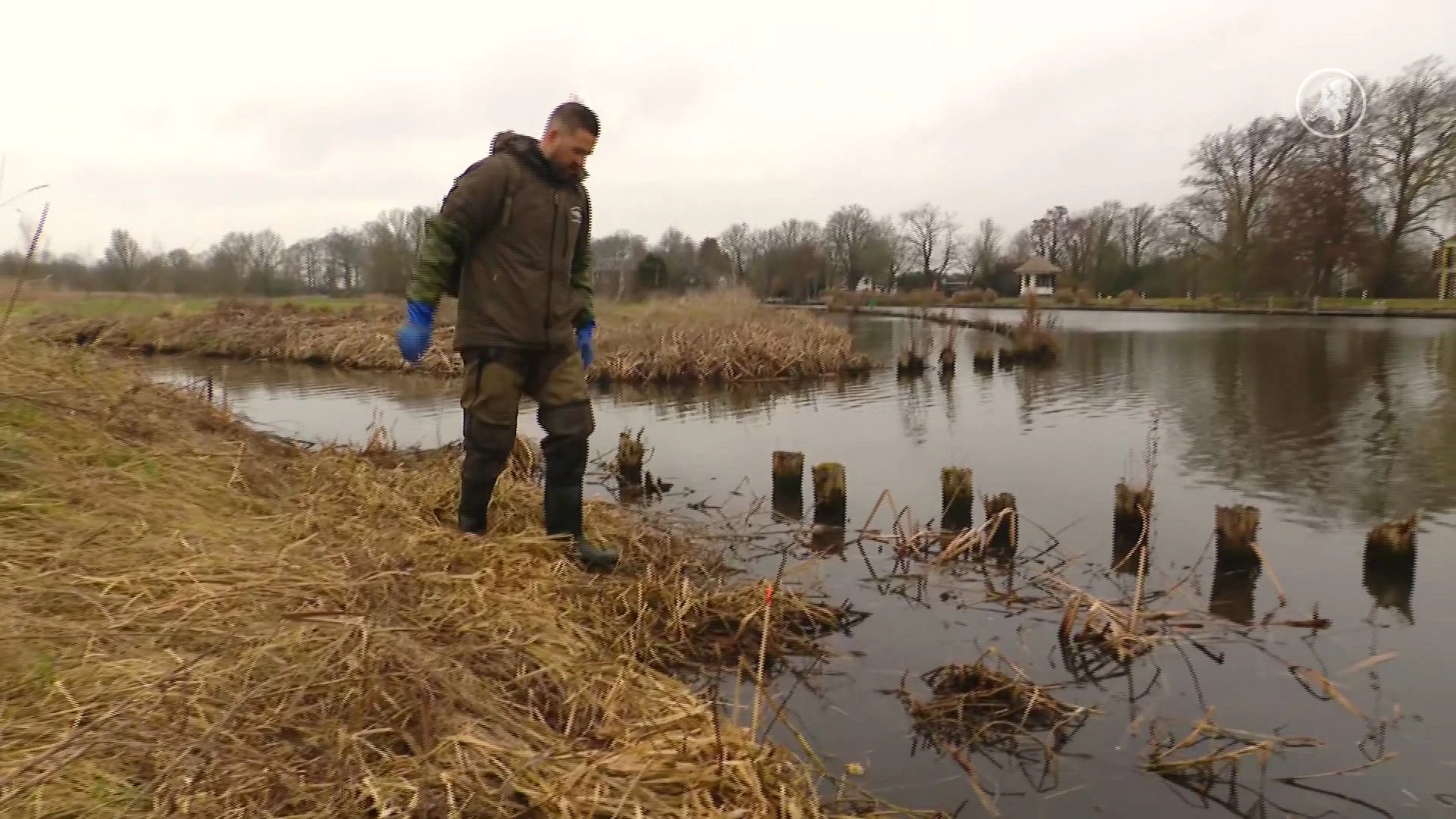 Muskusrat rukt op ondanks massale vangst