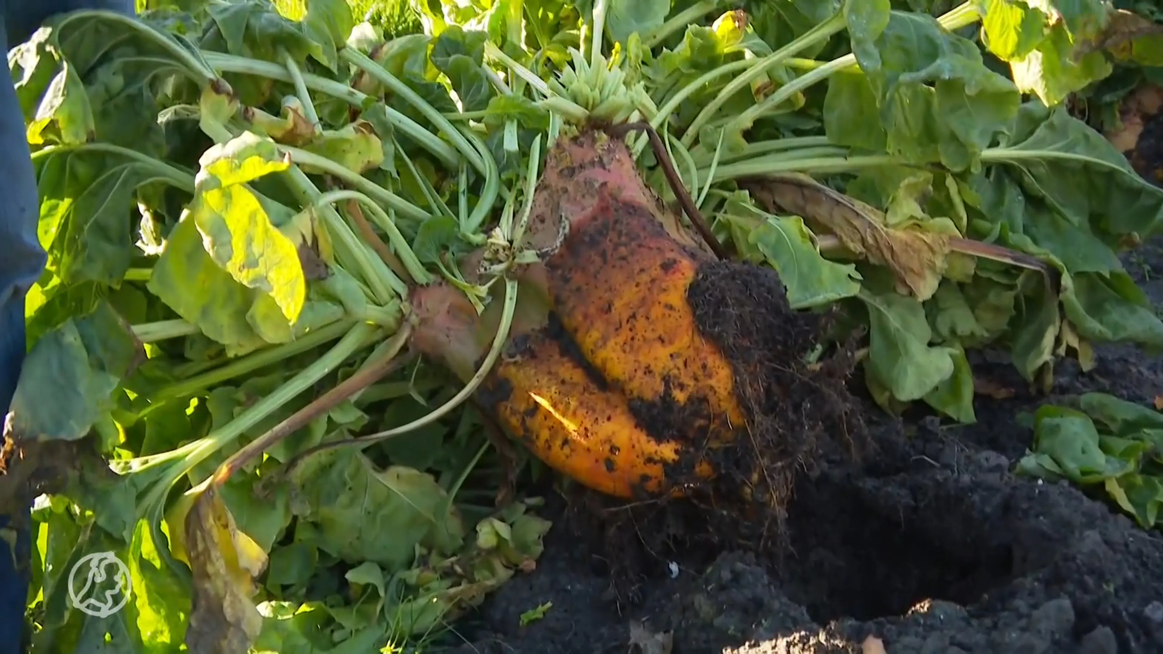 Strijd om zwaarste voederbiet barst los in Noord-Holland
