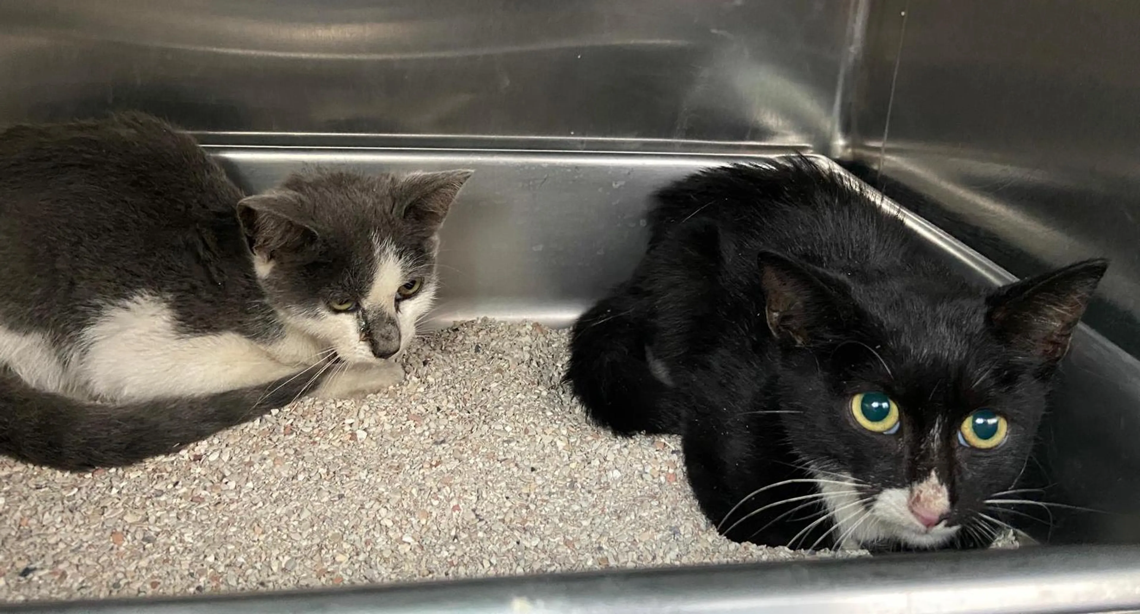 Wonderen bestaan: kittens levend gevonden na wekenlange reis zonder eten of drinken