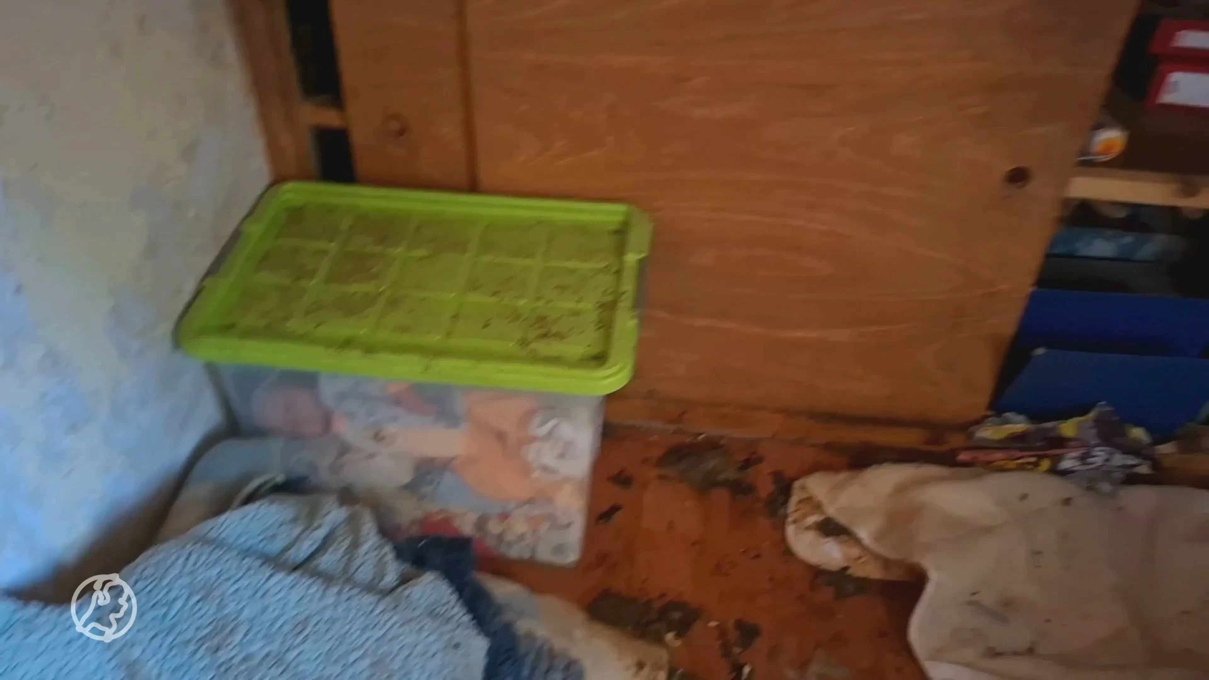 Tientallen katten op enorm vieze zolder gevonden