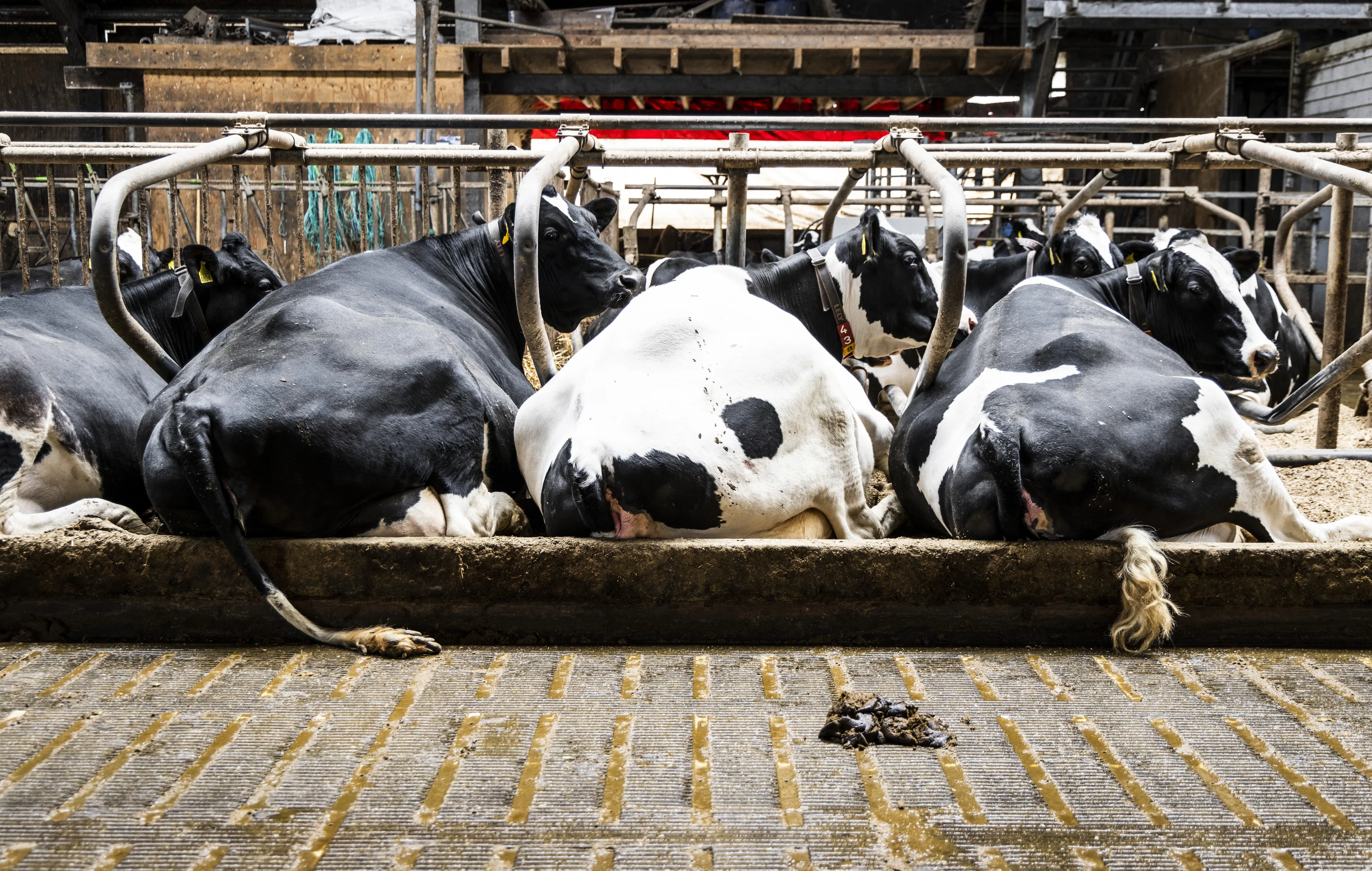 Veehouderij voldoet aan mestregels, maar productie moet omlaag