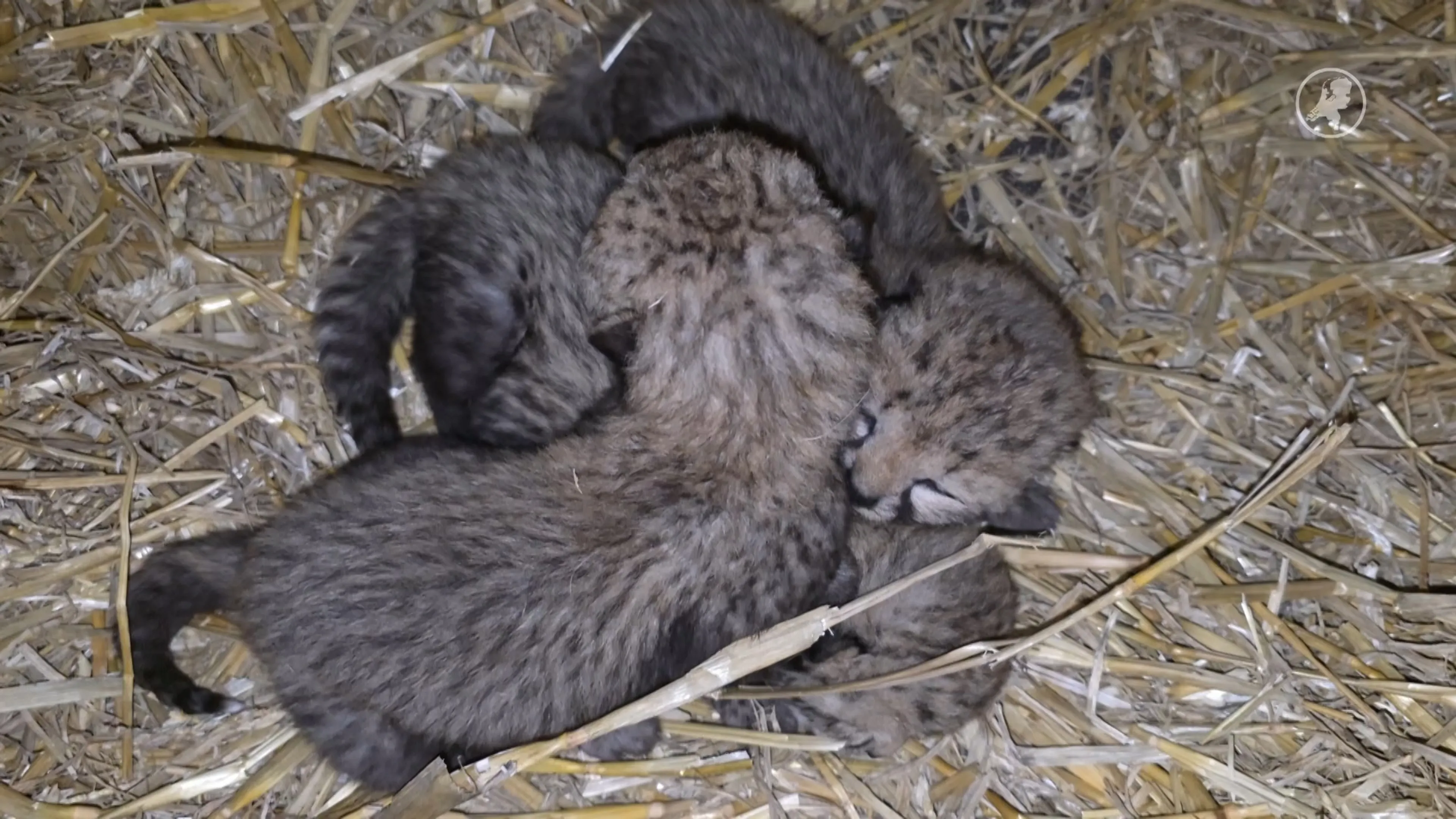 Zó schattig: weer cheetawelpjes geboren in Beekse Bergen