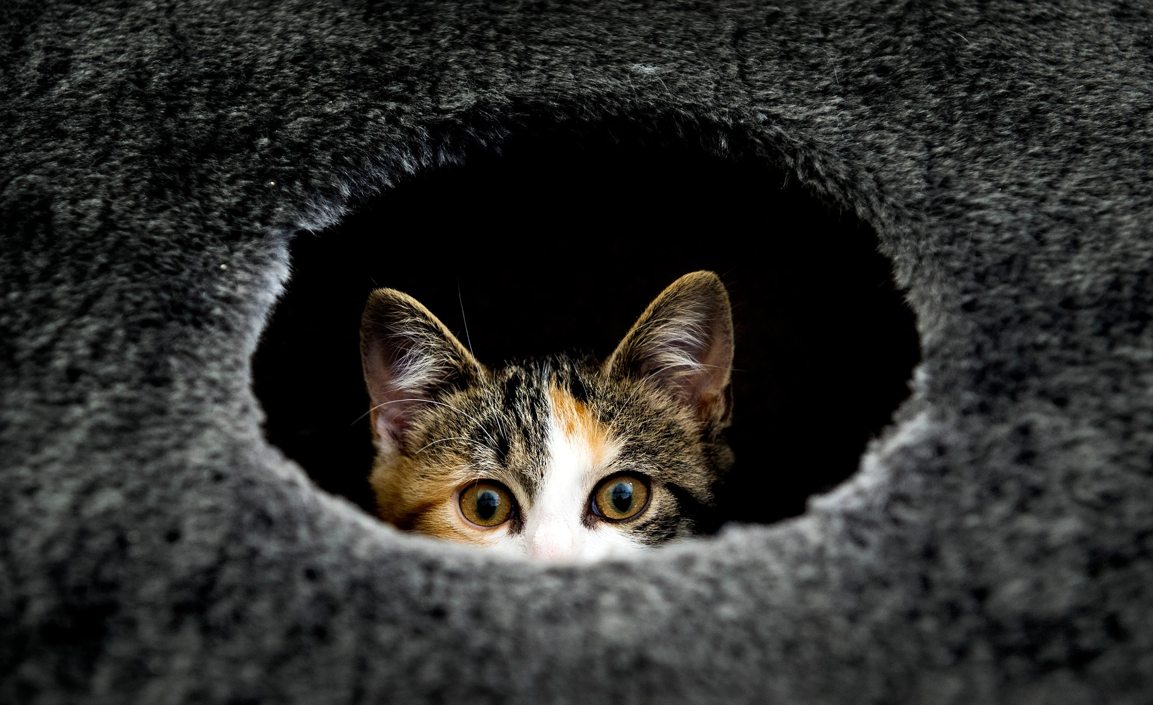 Meer dan 75 procent van de vermiste en gevonden dieren was een kat in 2019