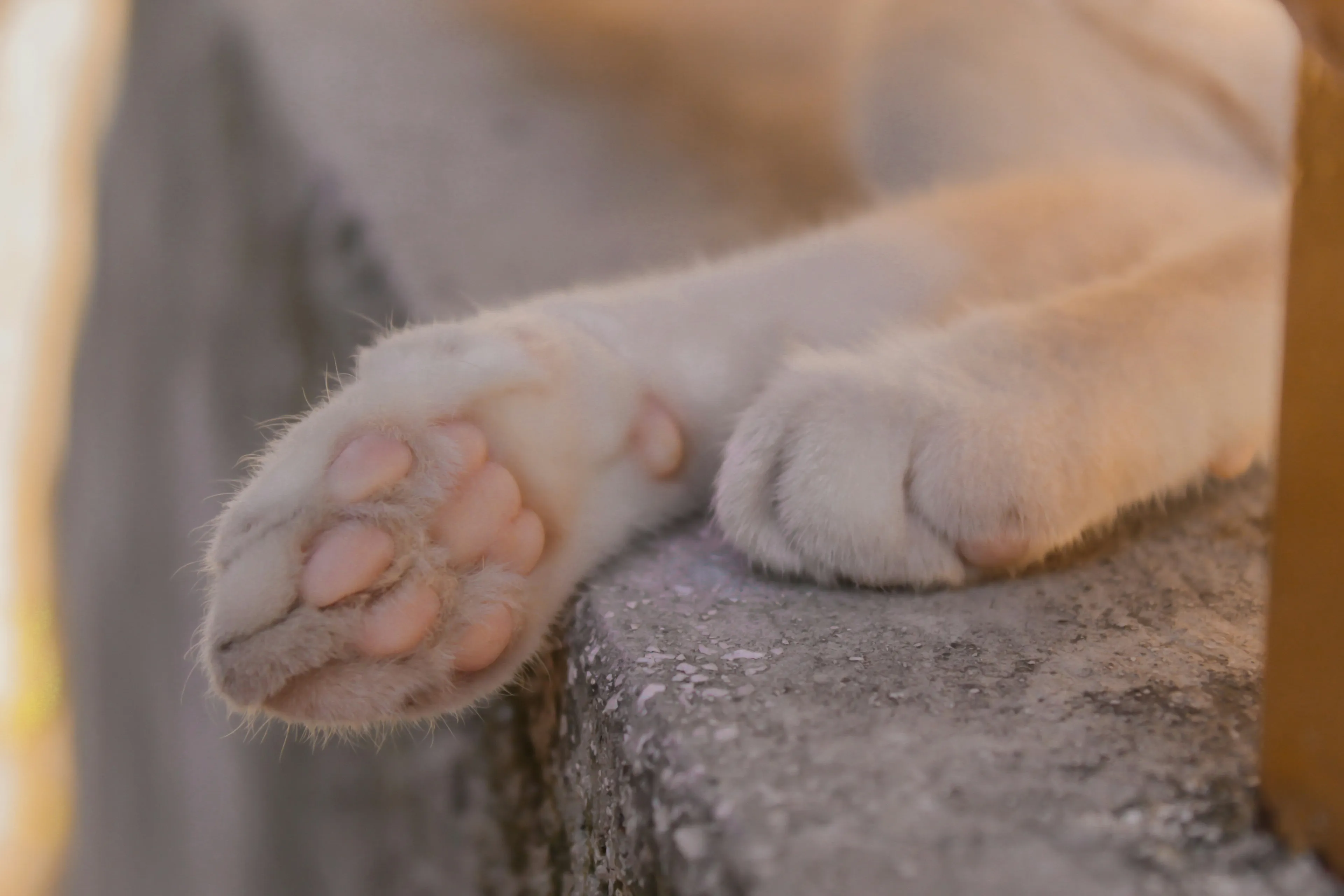 Gruwelvondst in Hoofddorp: onthoofde kat voor woning