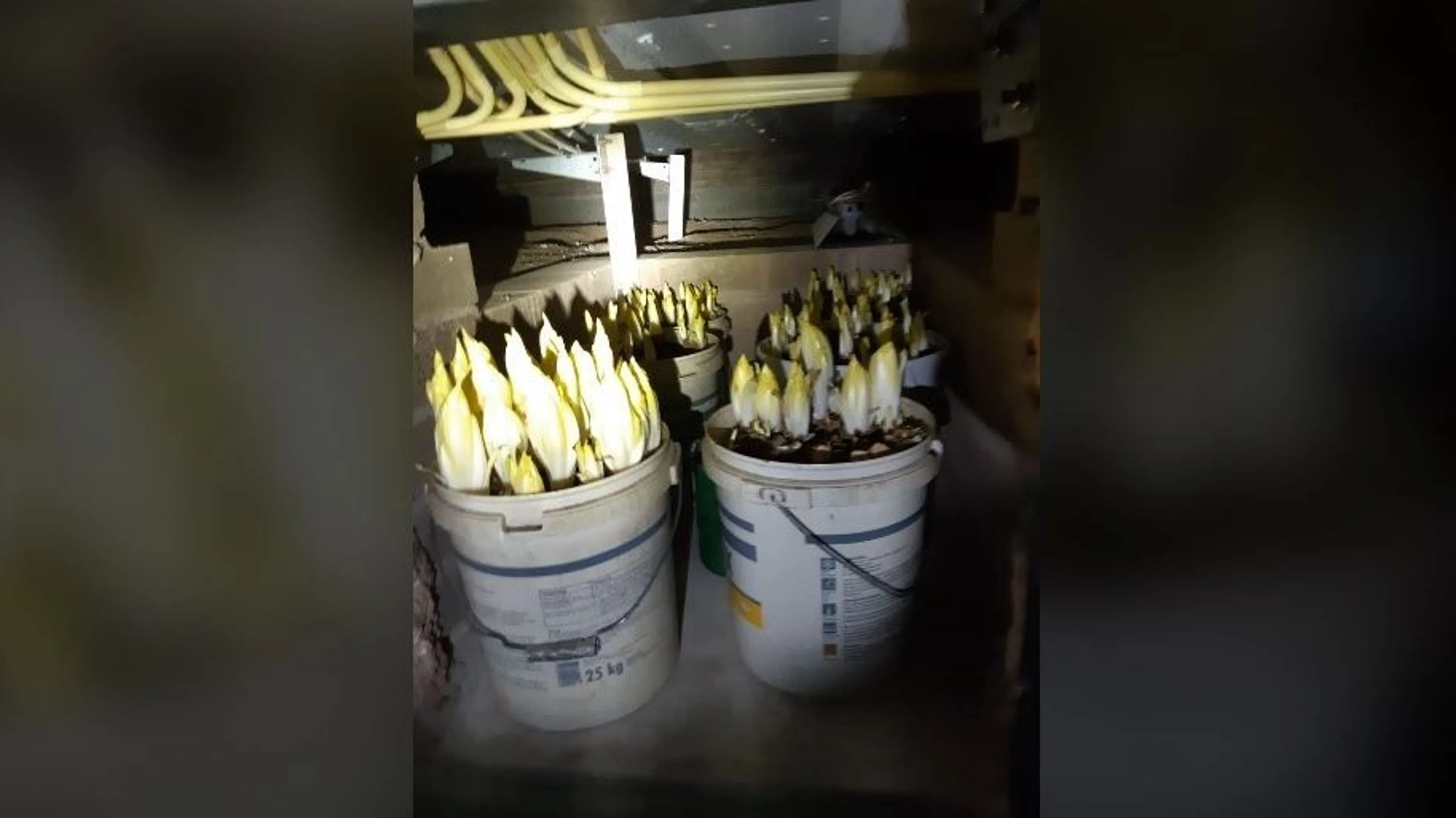 Politie zoekt naar wietplantage in Geleen, maar stuit op witlof