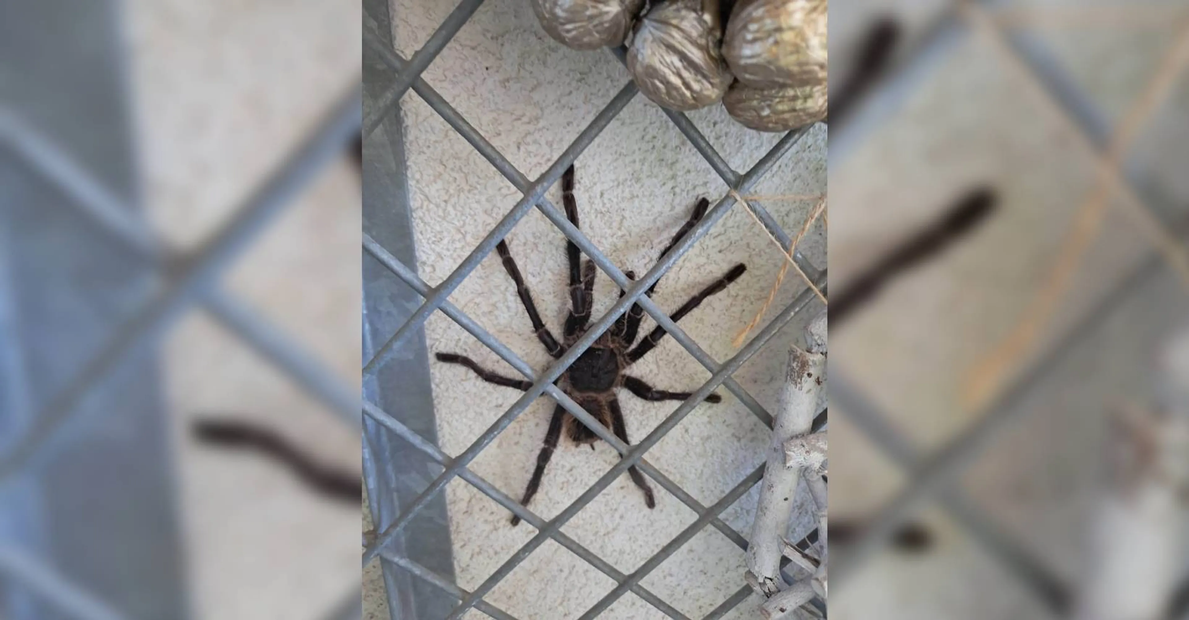 Vrouw oog in oog met vogelspin van 20 centimeter in Enschede