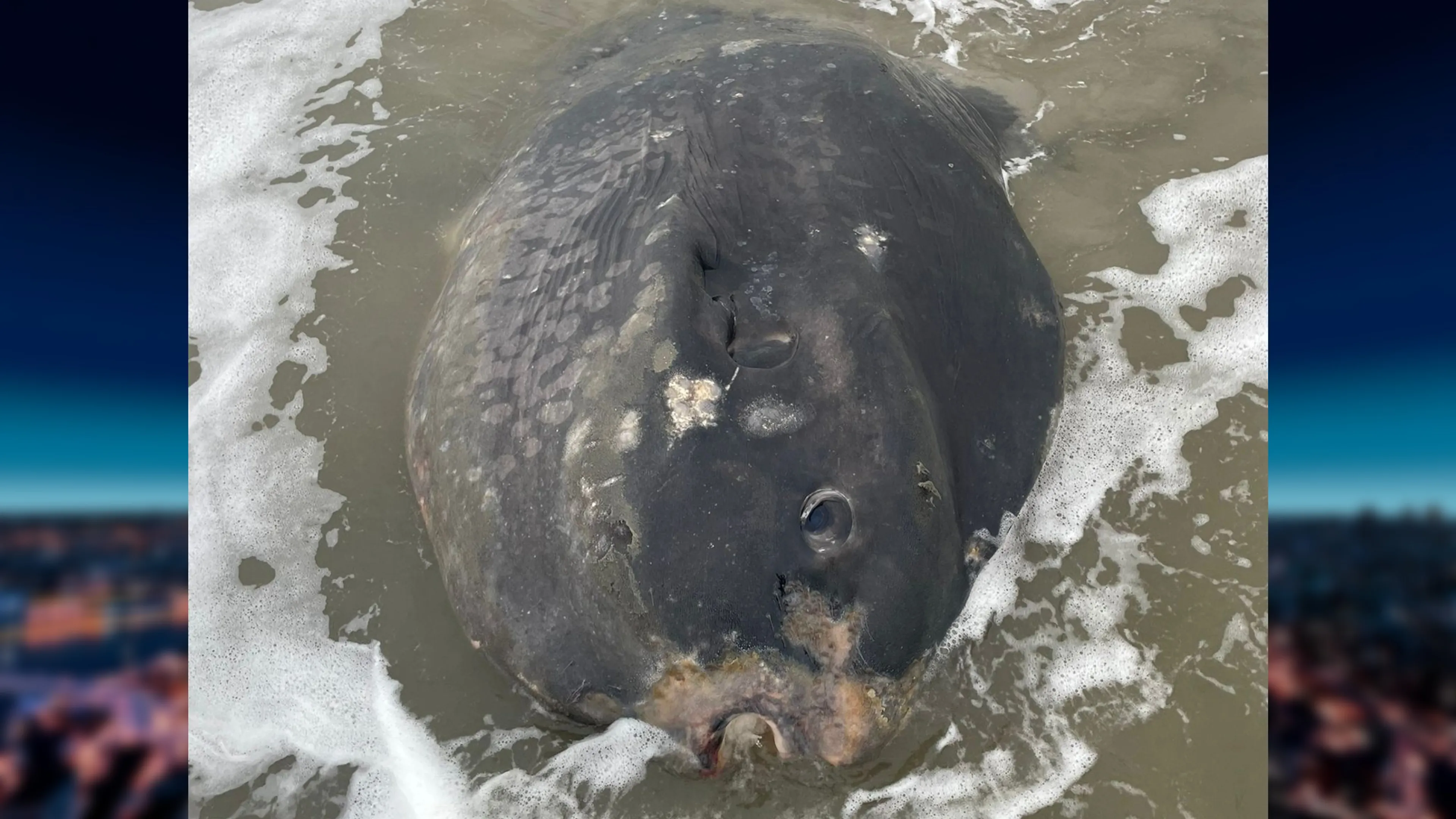 'Grootste maanvis ooit in Nederland' aangespoeld op Ameland