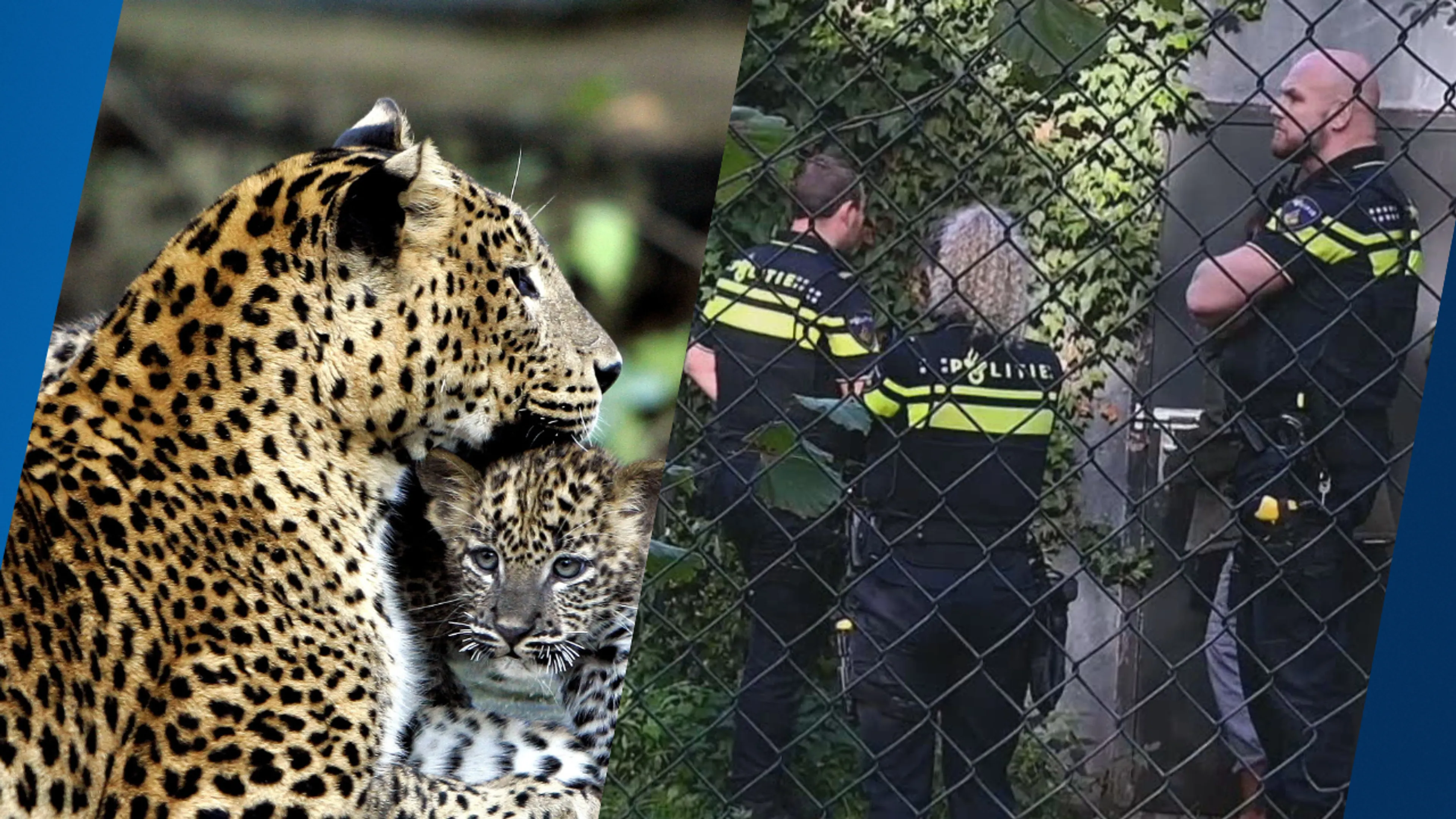 Toestand dierenverzorgster na aanval panter Beekse Bergen nog altijd zorgelijk