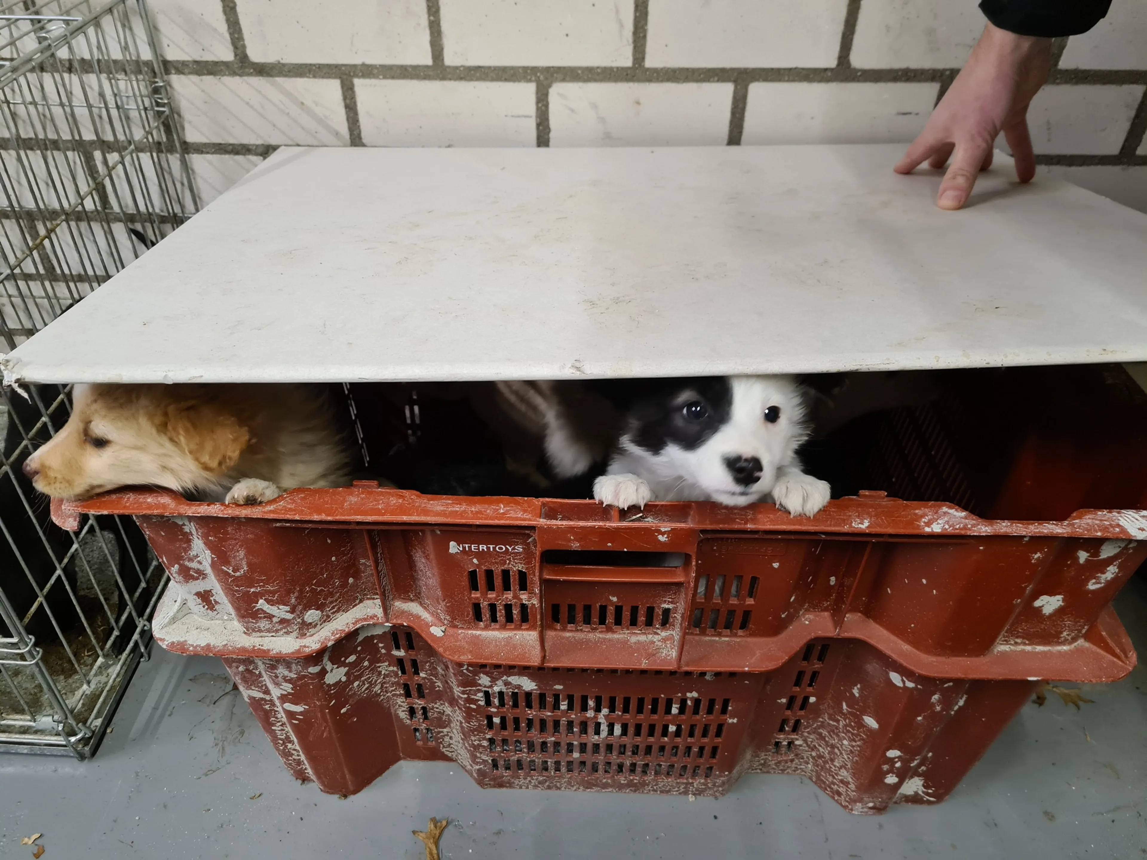 Politie redt zeven puppy's uit criminele handen
