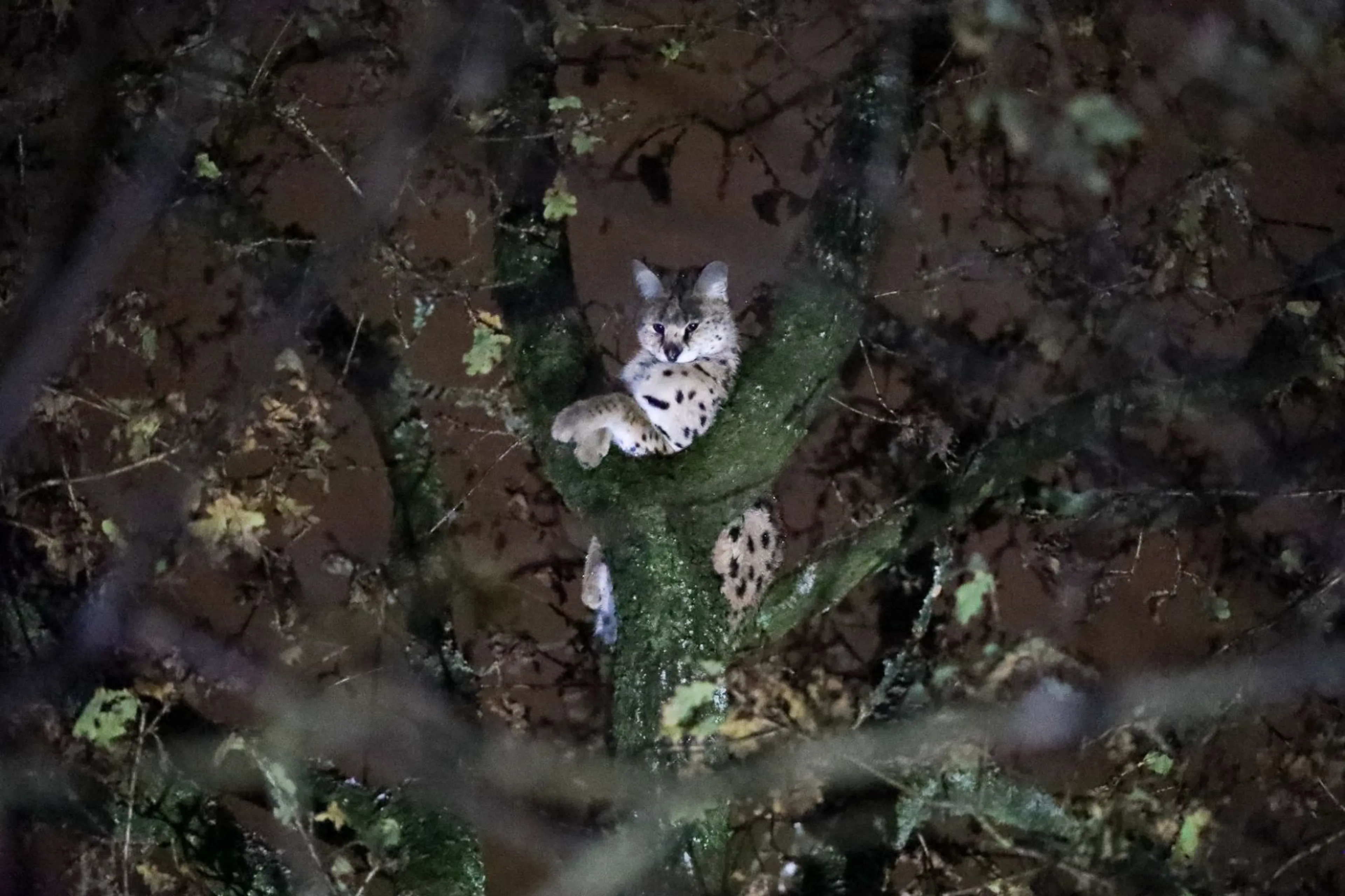Vangkooien met rauw vlees en zoekteams: gooise serval na maanden eindelijk gevangen