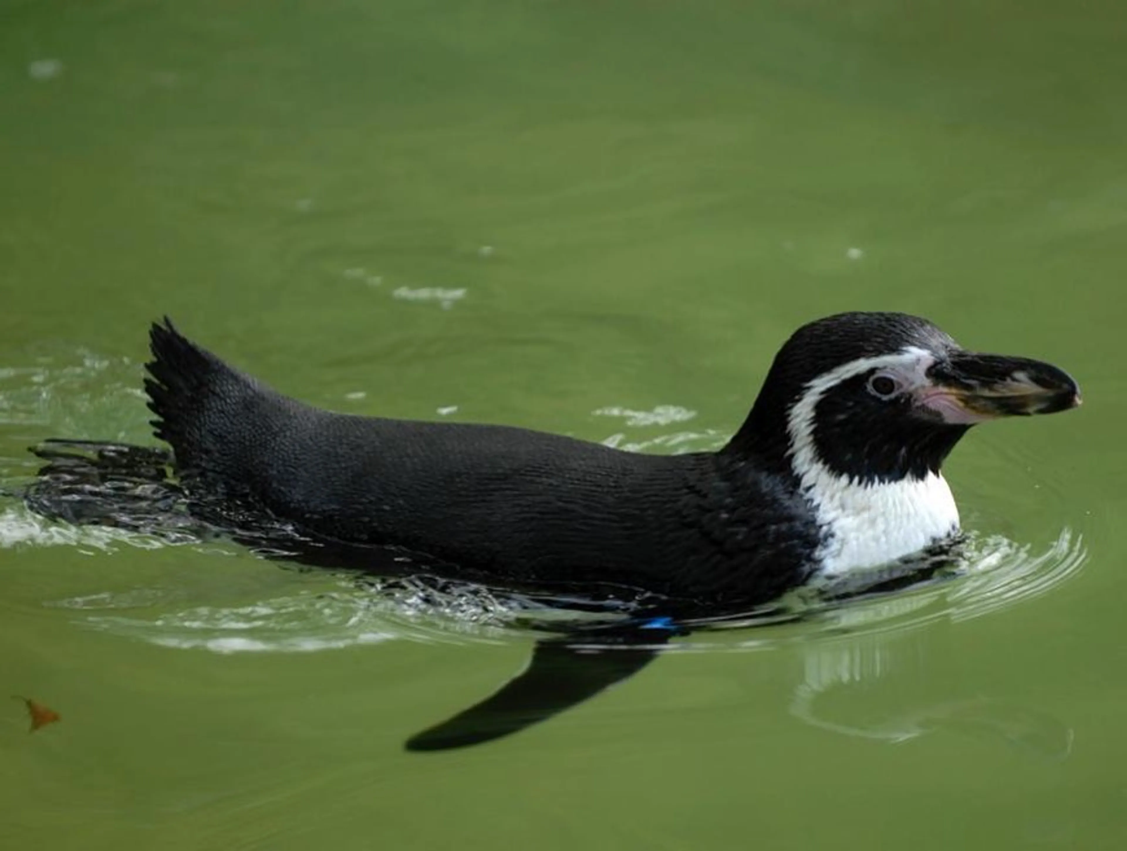 Brutale pinguïn glipt uit vogelpark en jaagt mensen stuipen op het lijf